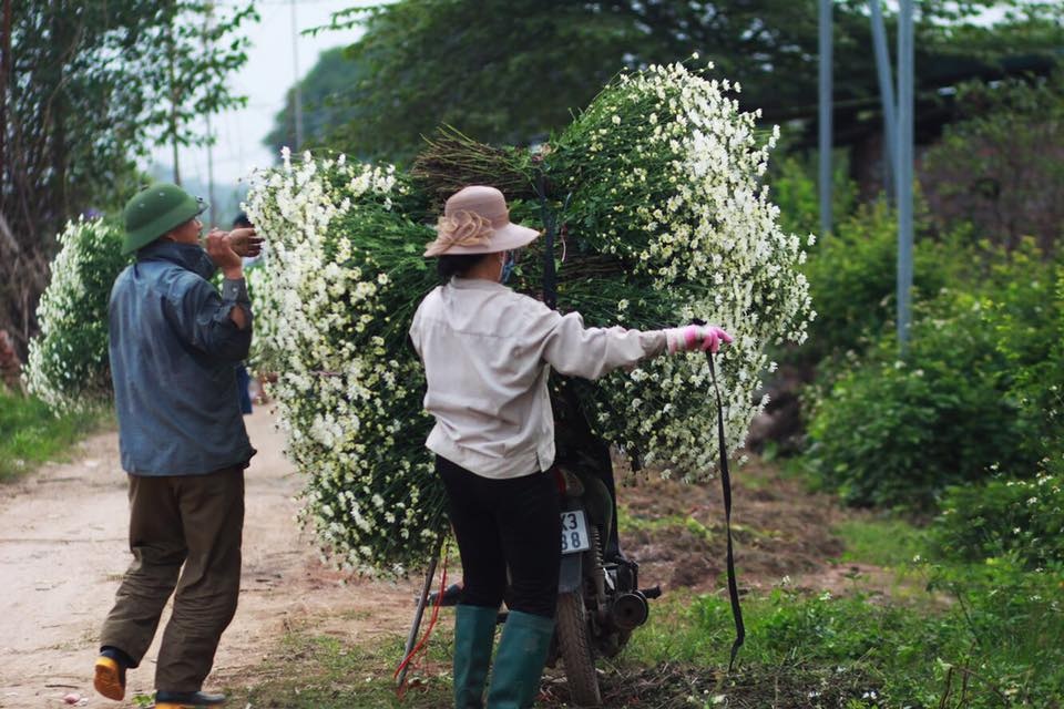 Hoa cuc hoa mi anh 48