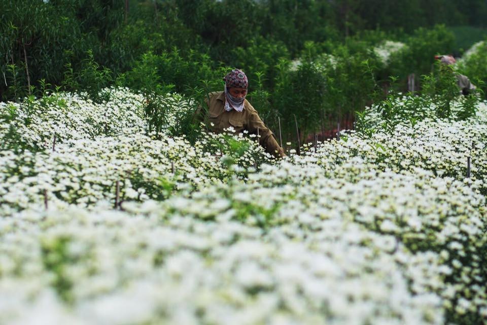 Hoa cuc hoa mi anh 52