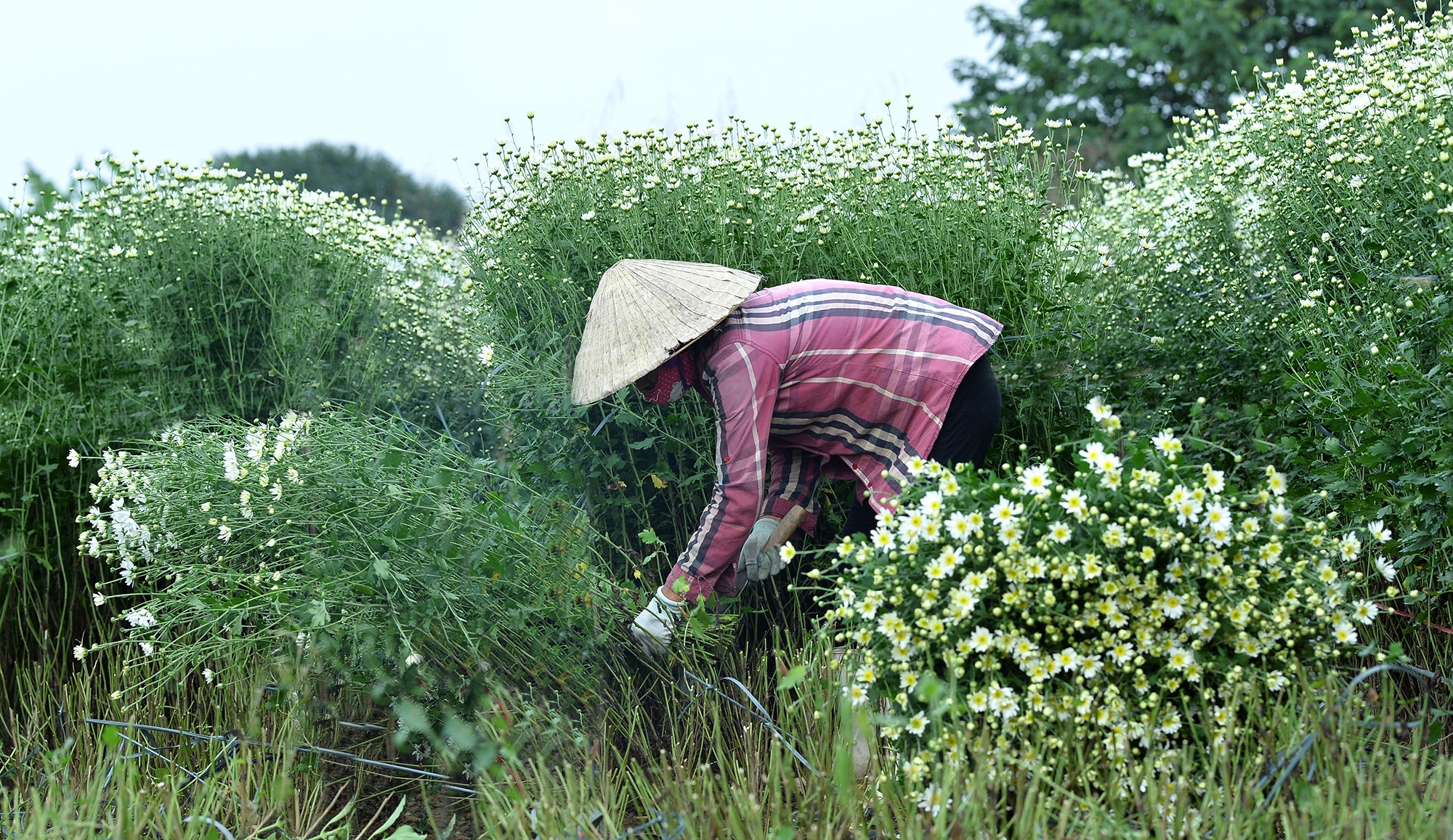 Hoa cuc hoa mi anh 53