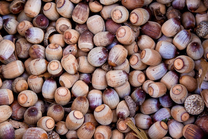 Món ăn độc đáo ảnh 8 Mon an doc dao anh 8