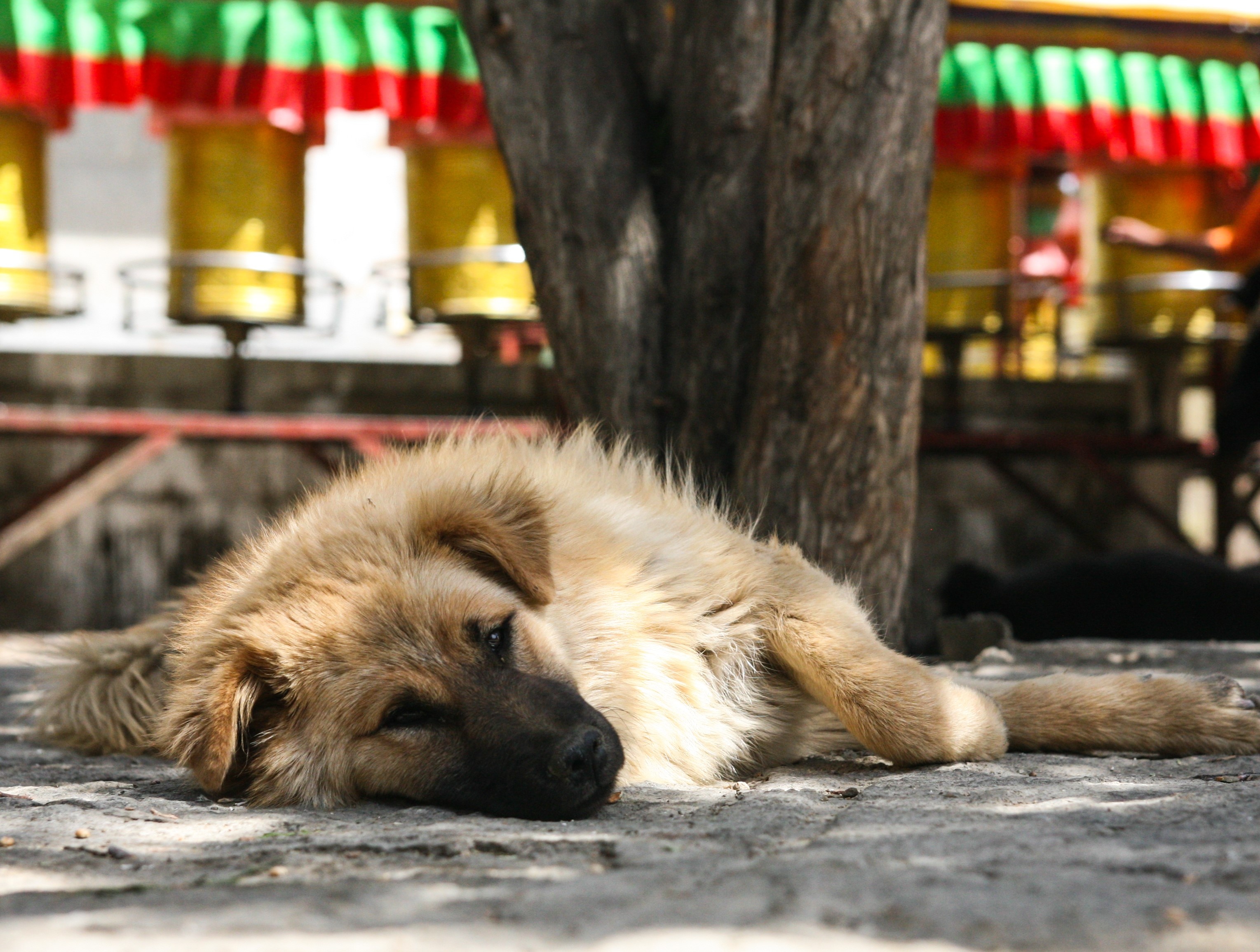 Du lich Tay Tang anh 64