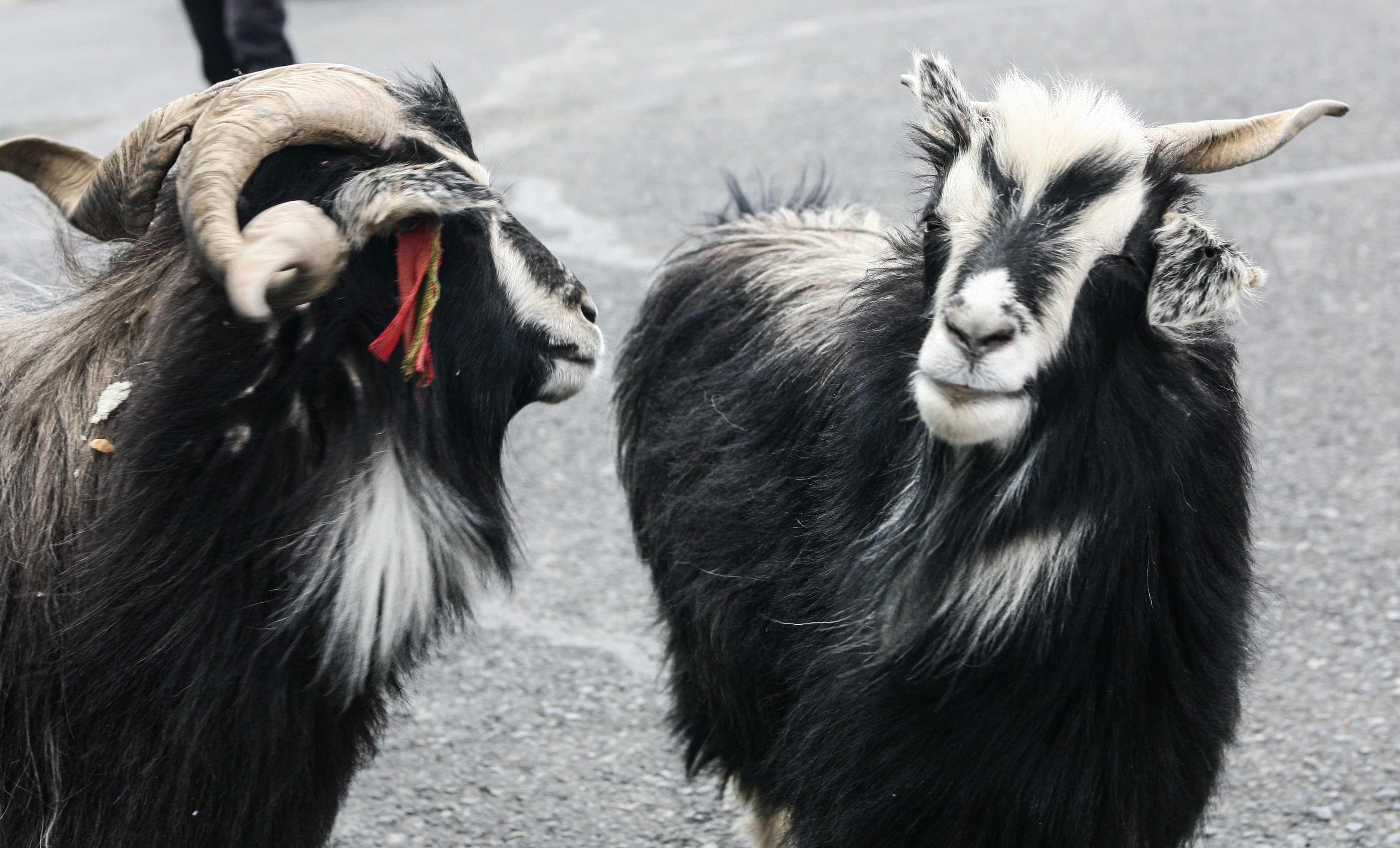 Du lich Tay Tang anh 66