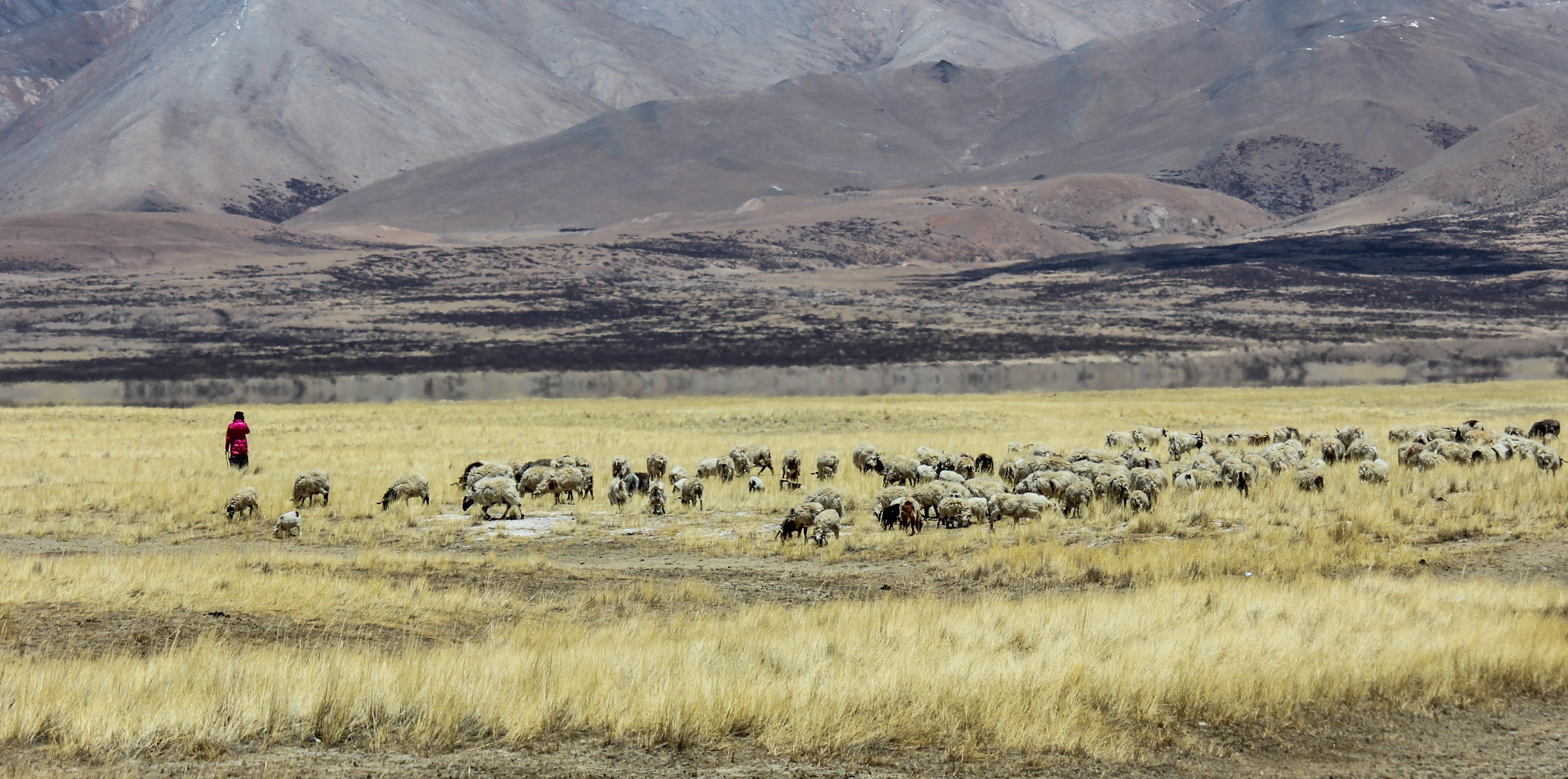 Hon 2.000 km va 14 ngay bang qua thao nguyen Tay Tang hinh anh