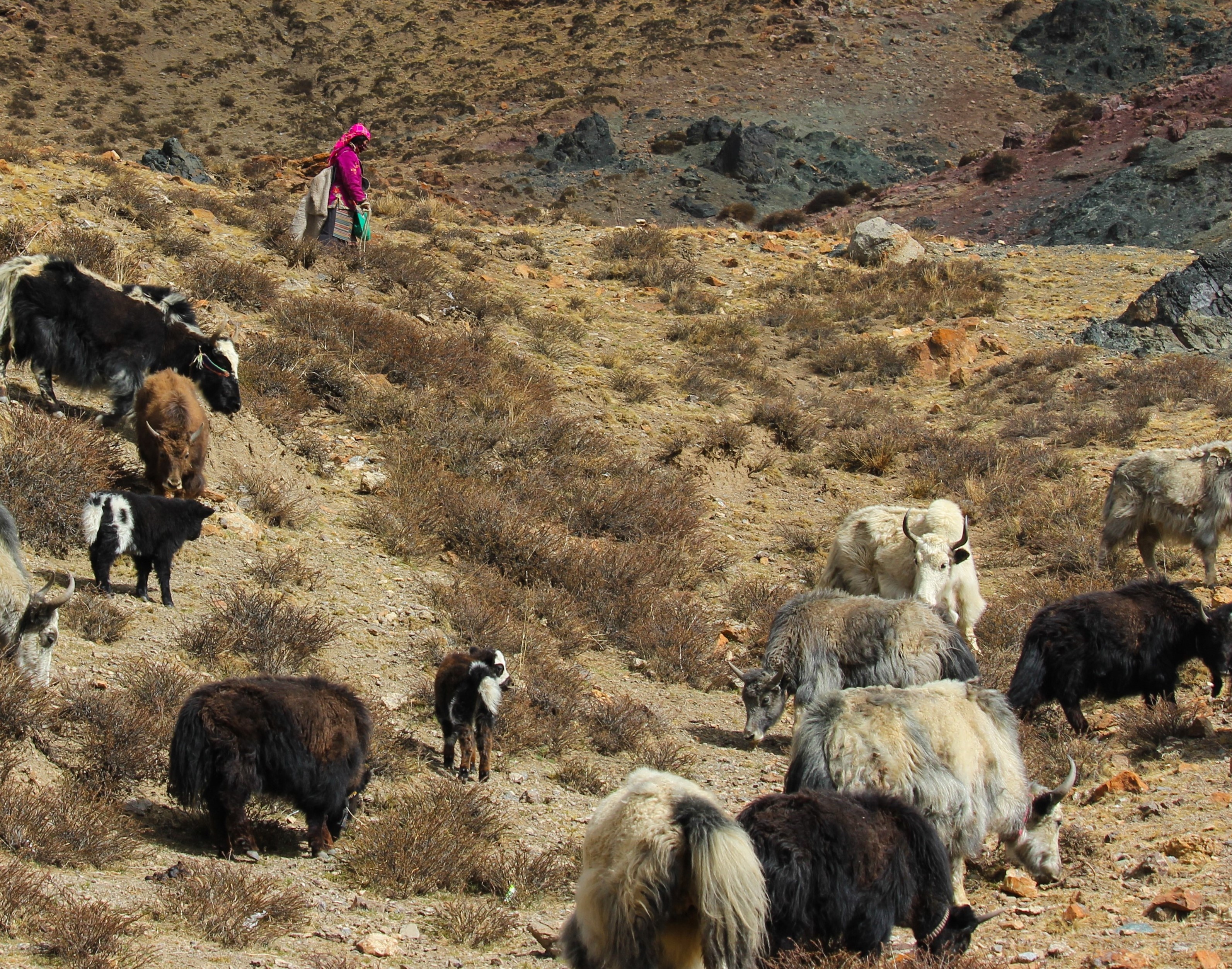 Du lich Tay Tang anh 92