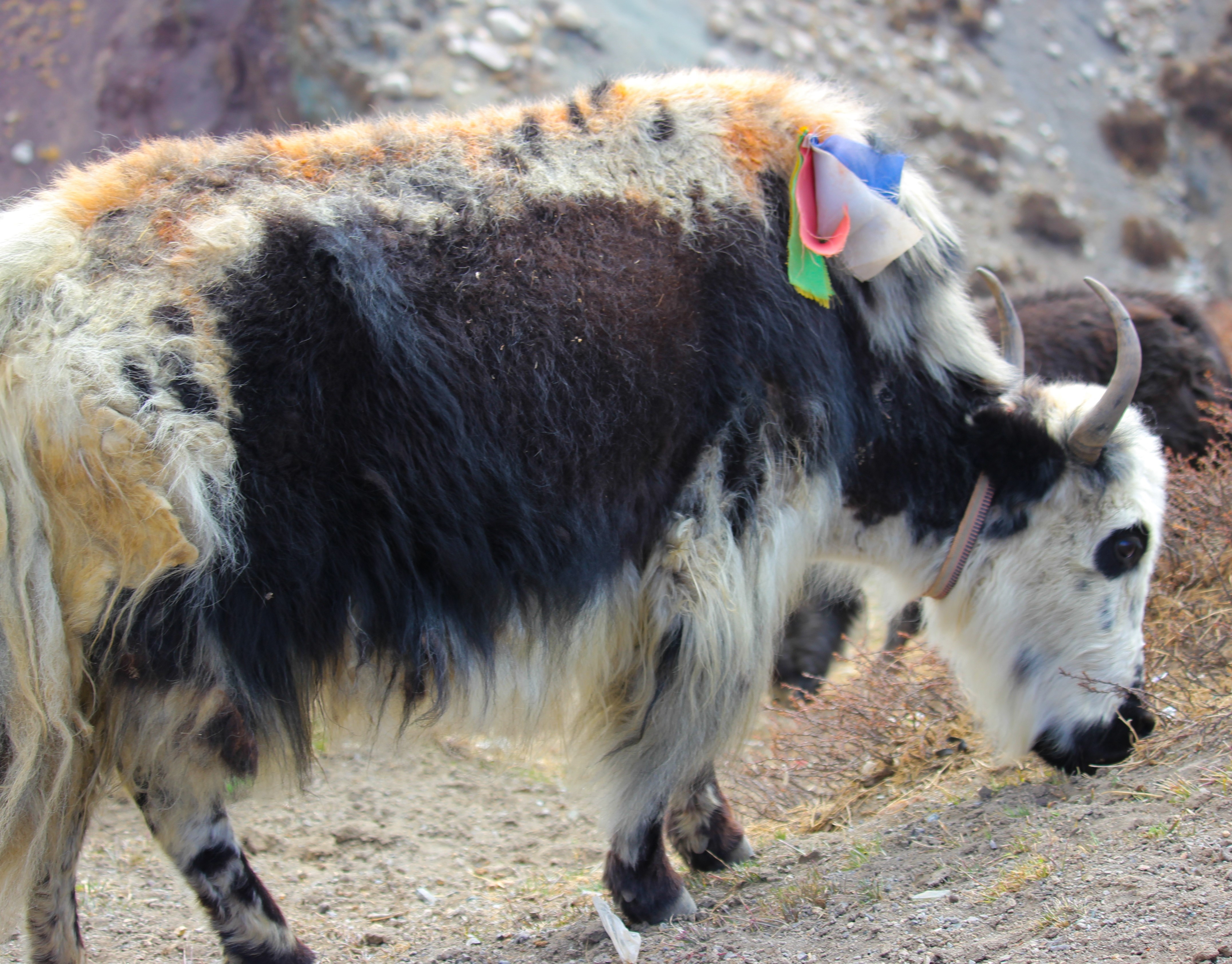 Du lich Tay Tang anh 93