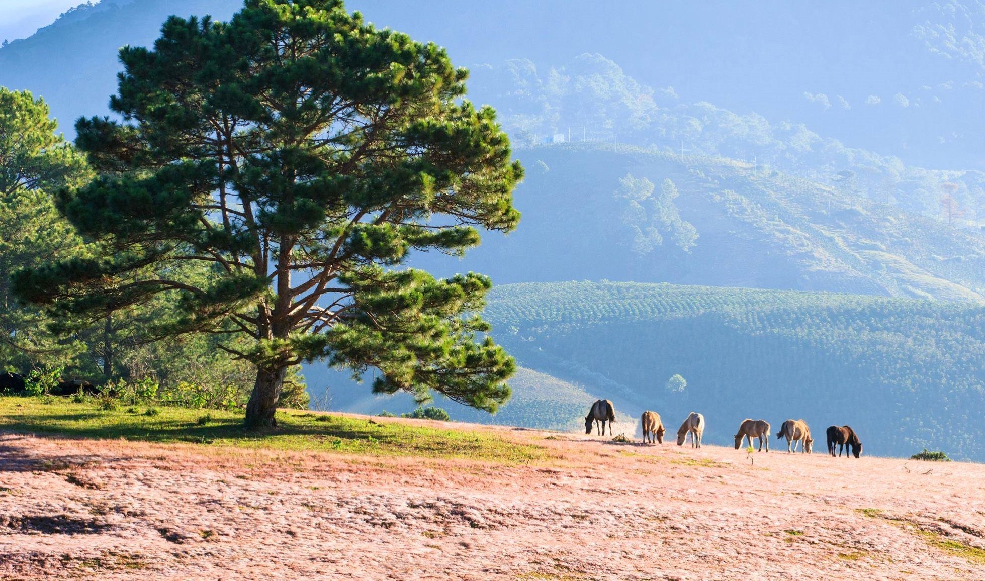 Du lich Da Lat anh 59