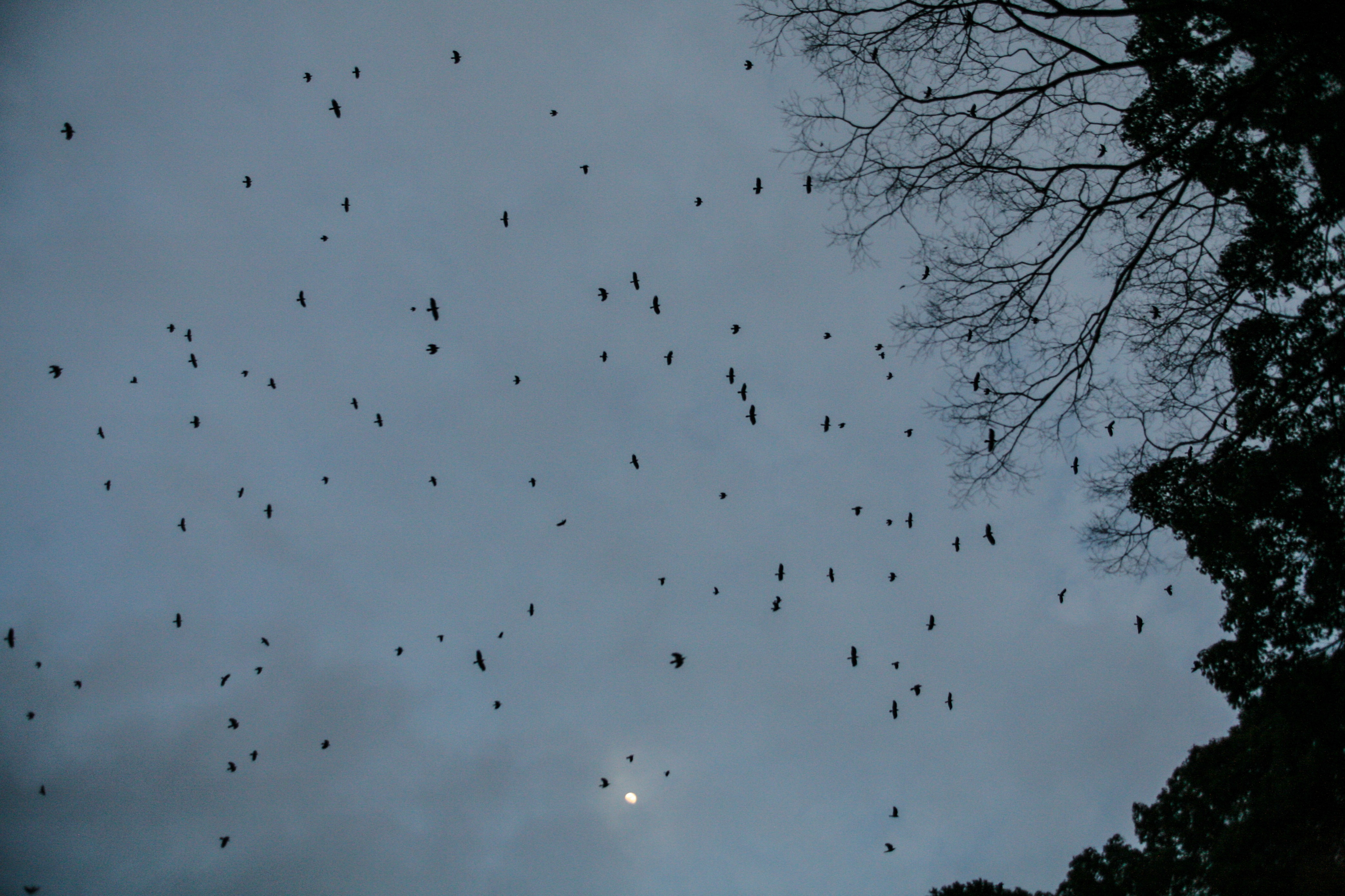 Du lich Nhat Ban anh 108