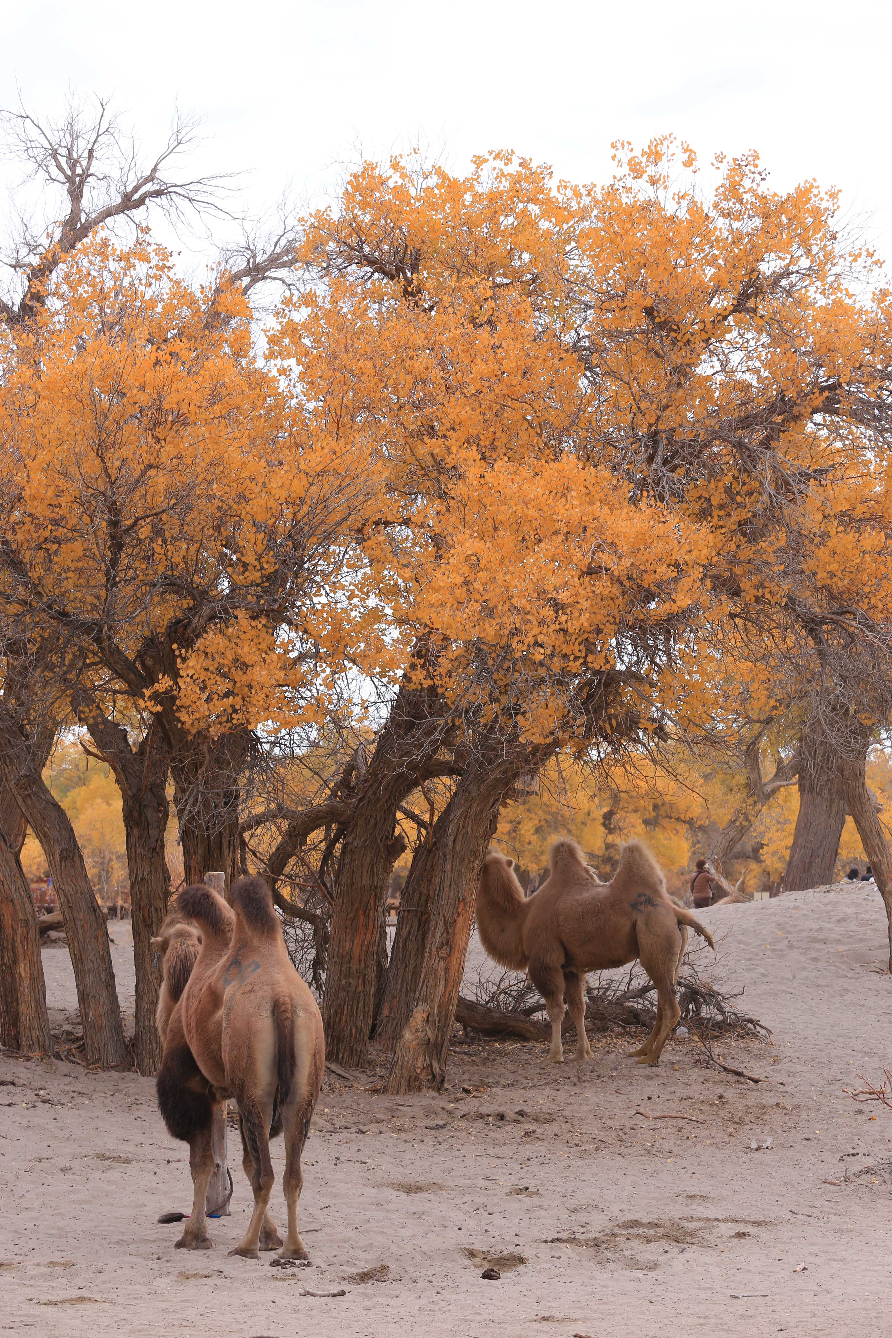 Du lich Trung Quoc anh 6