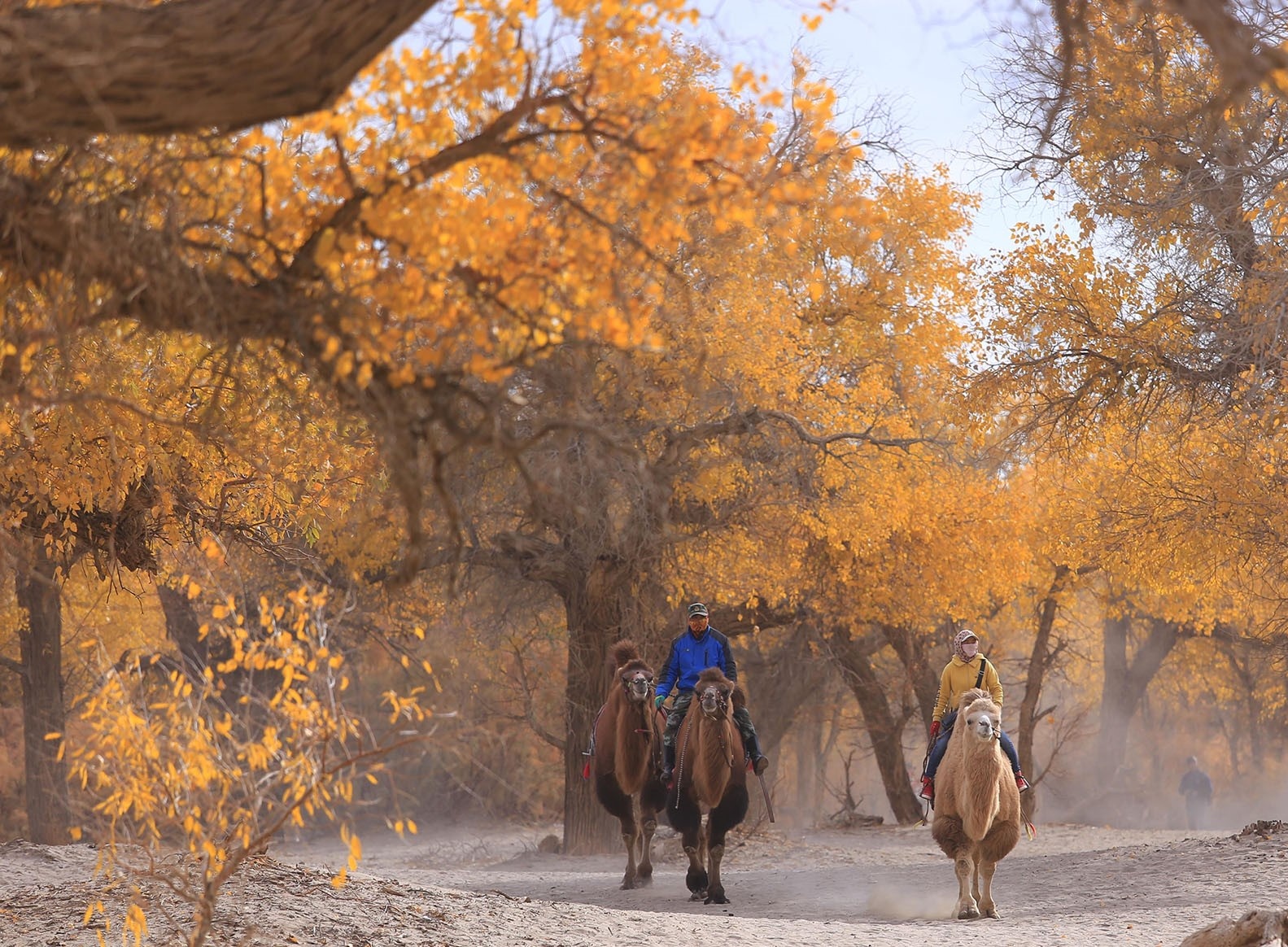 Sac thu vang quyen ru o vung bien gioi Noi Mong hinh anh