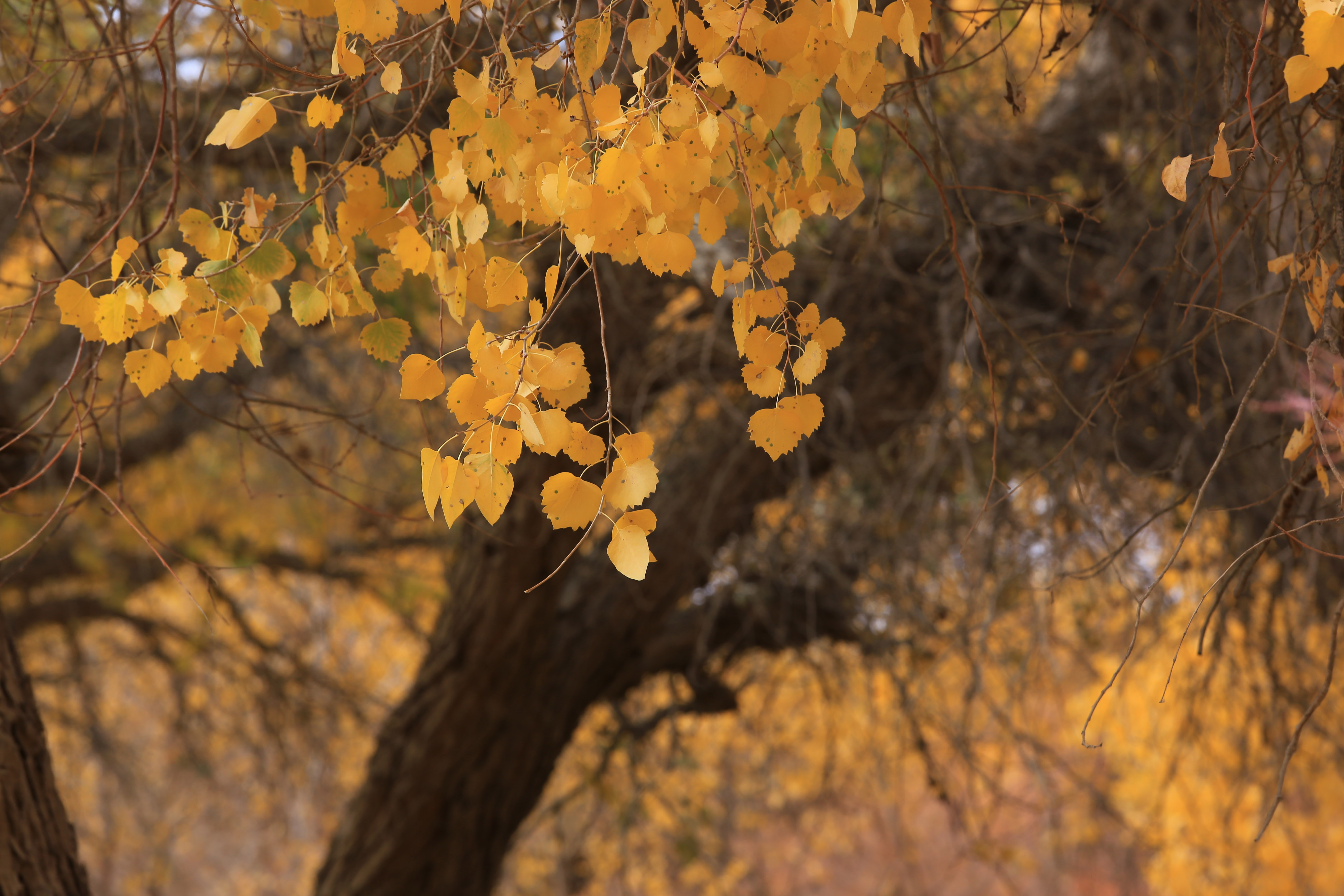 Du lich Trung Quoc anh 17