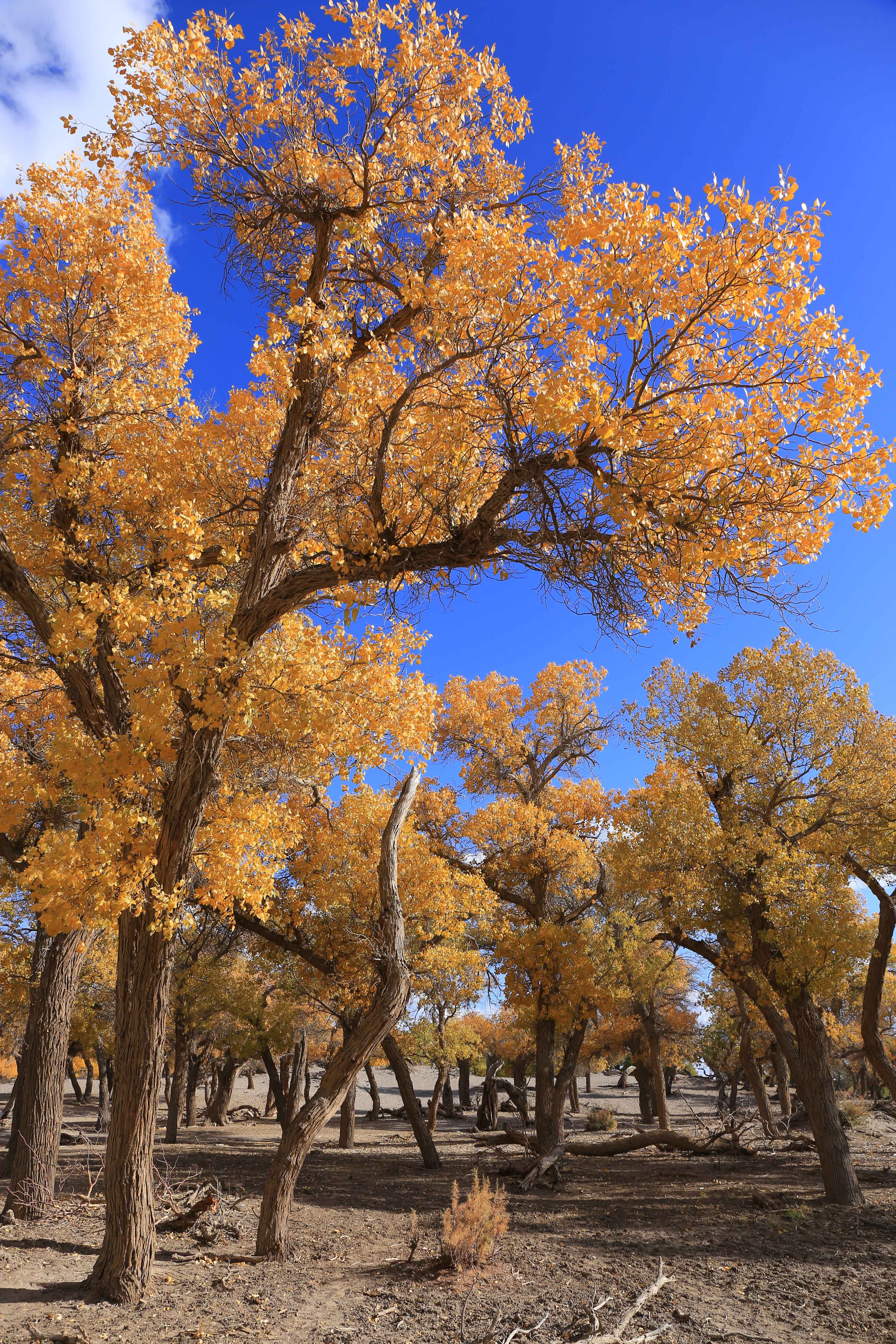 Du lich Trung Quoc anh 19