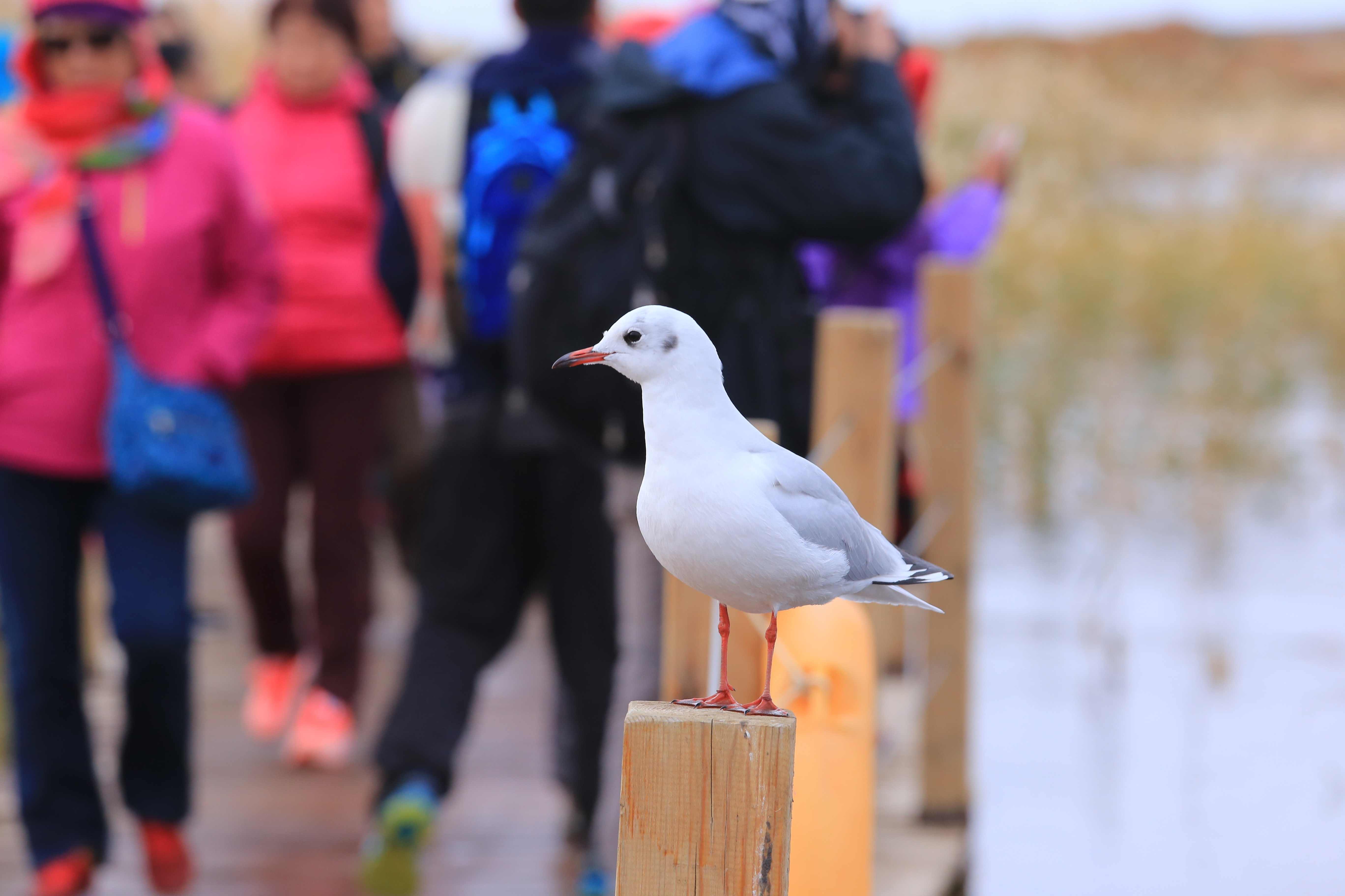 Du lich Trung Quoc anh 32