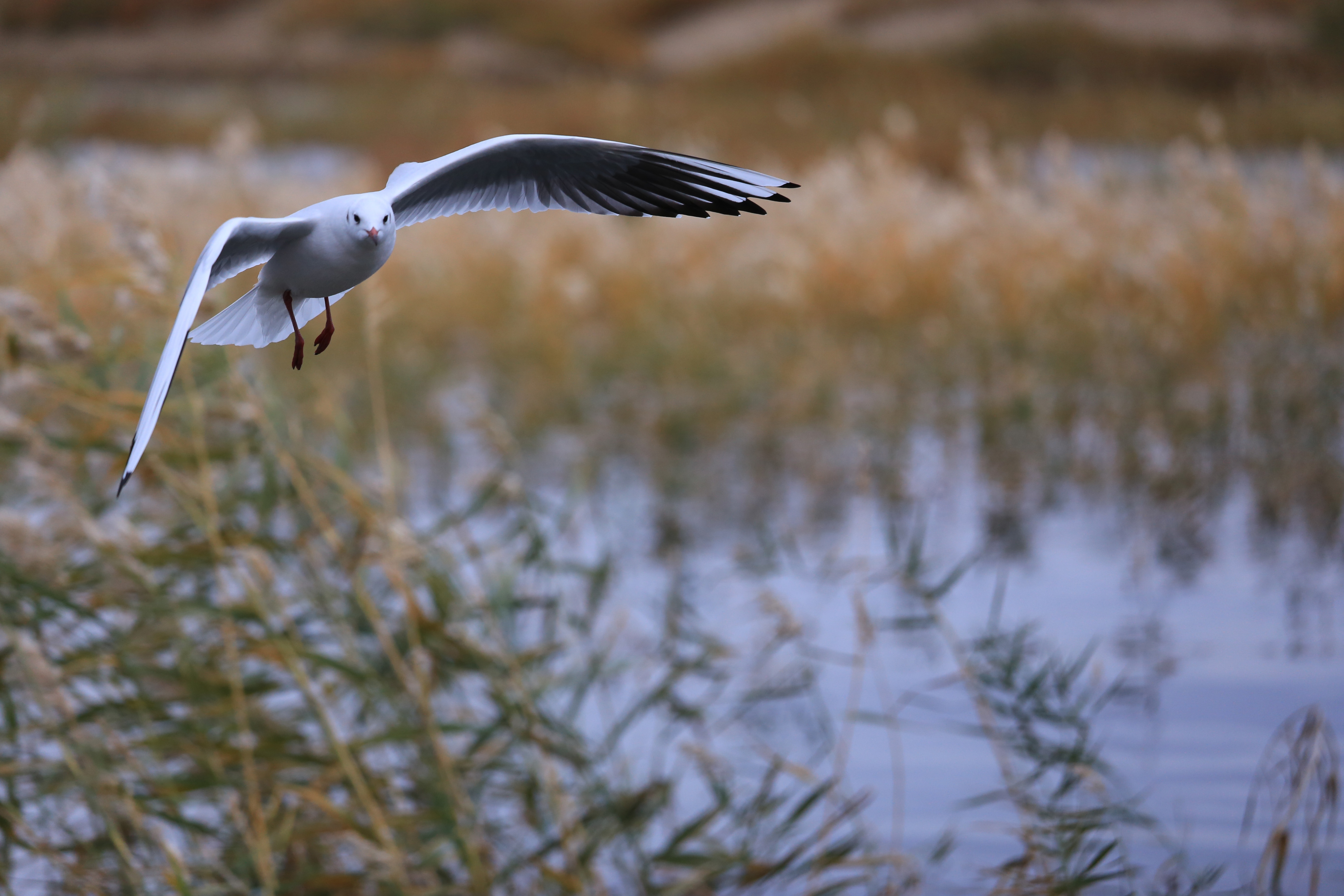 Du lich Trung Quoc anh 35
