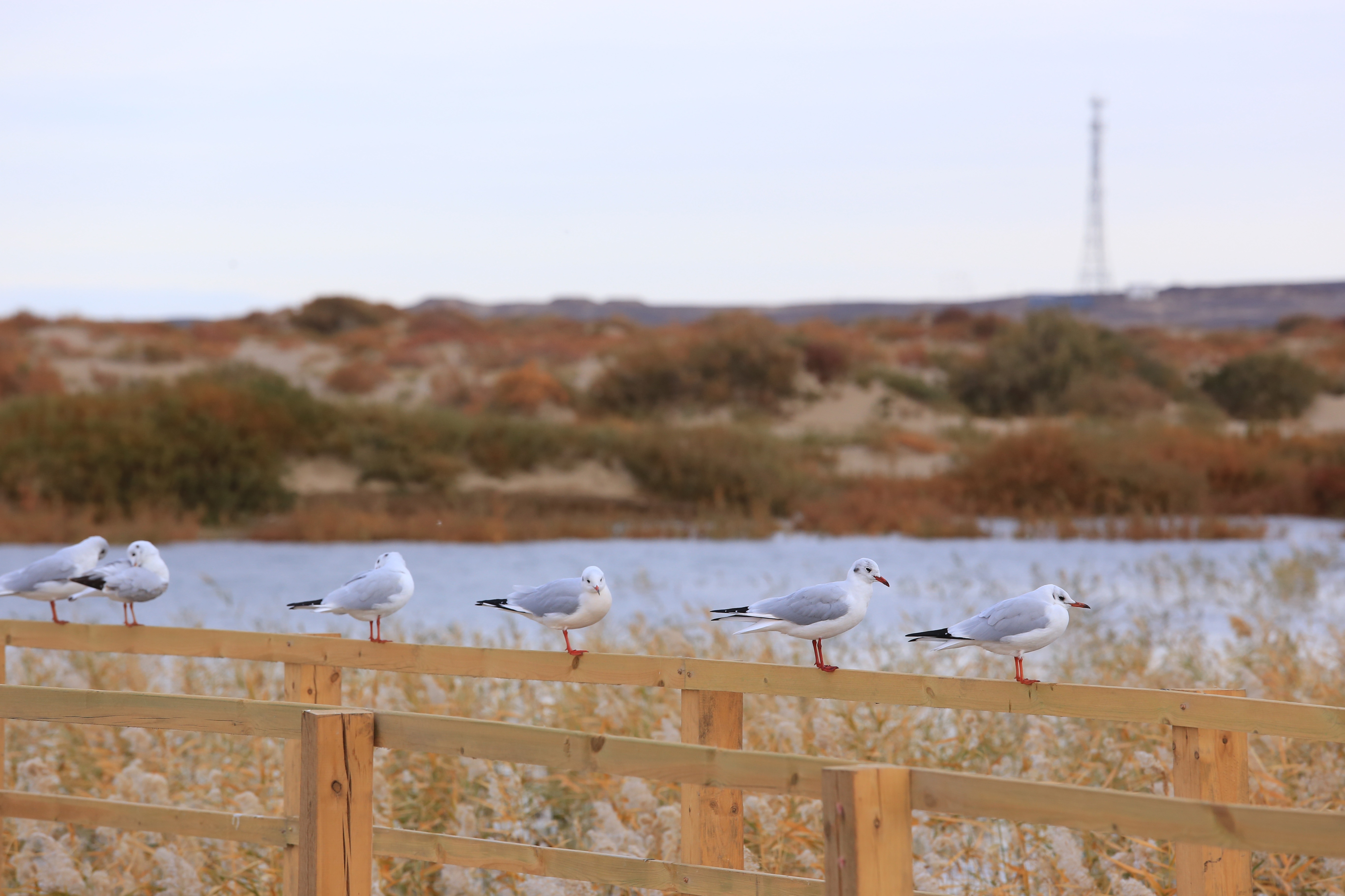 Du lich Trung Quoc anh 41