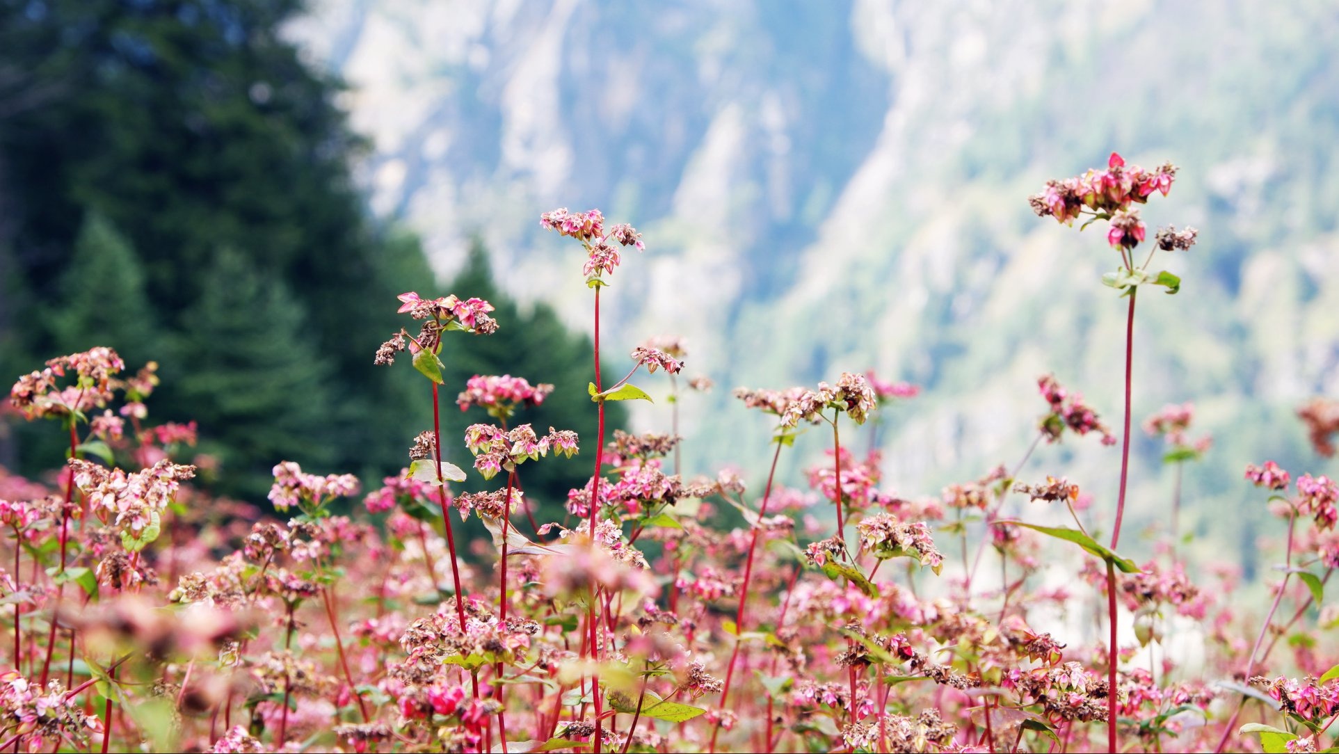 Hanh trinh Himalaya anh 14
