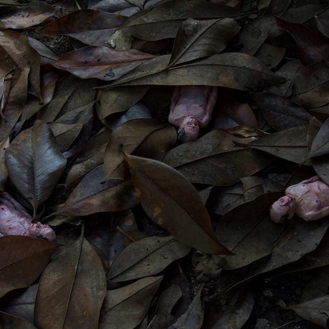 Du lich chau Au anh 18