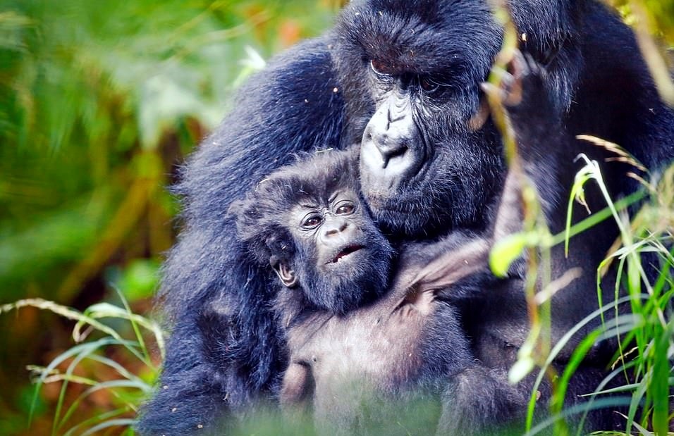 Du lich Sri Lanka anh 3