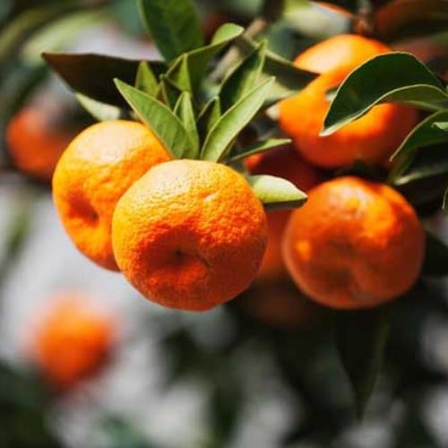 Mon ngon Singapore anh 3