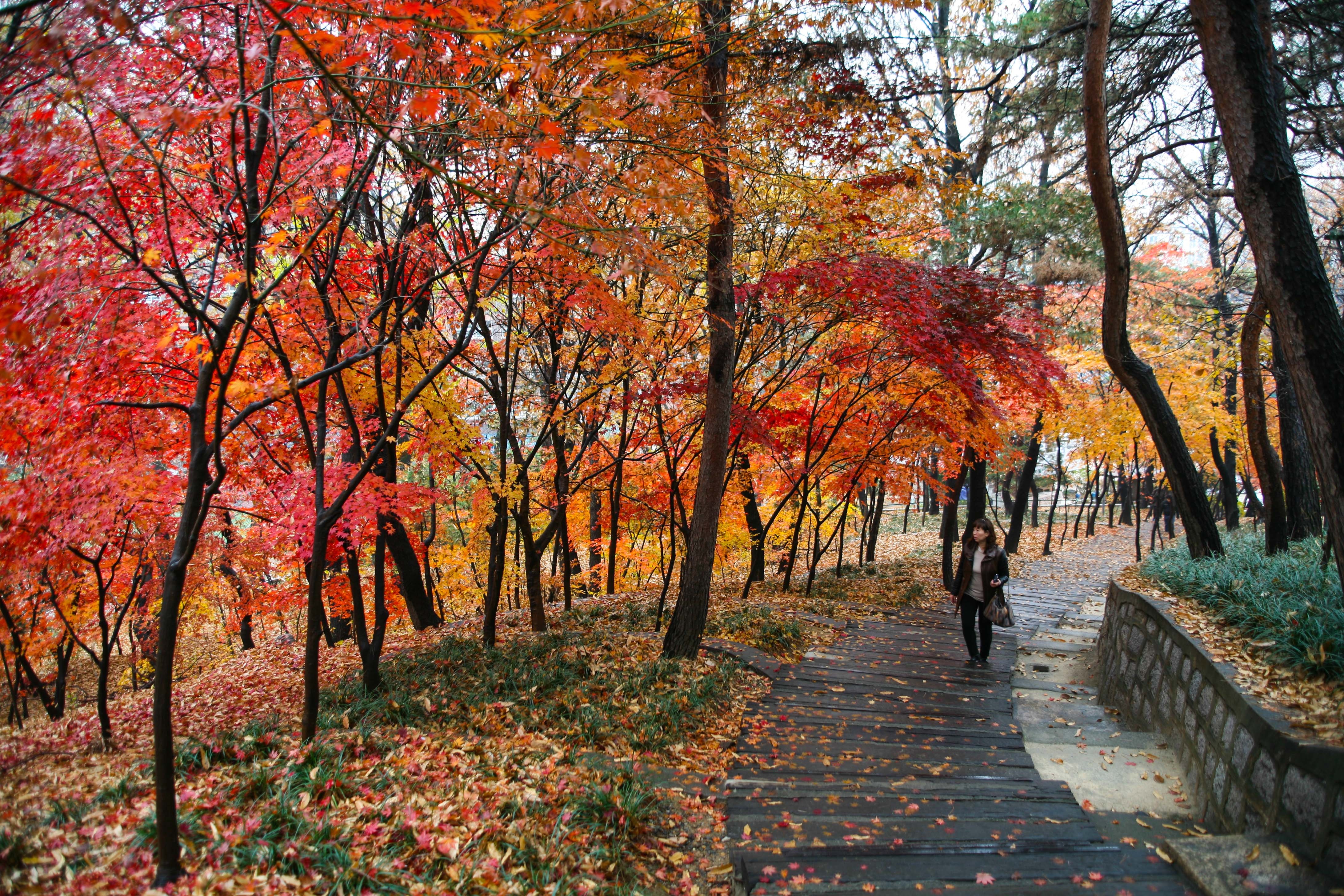 Du lich Han Quoc anh 74