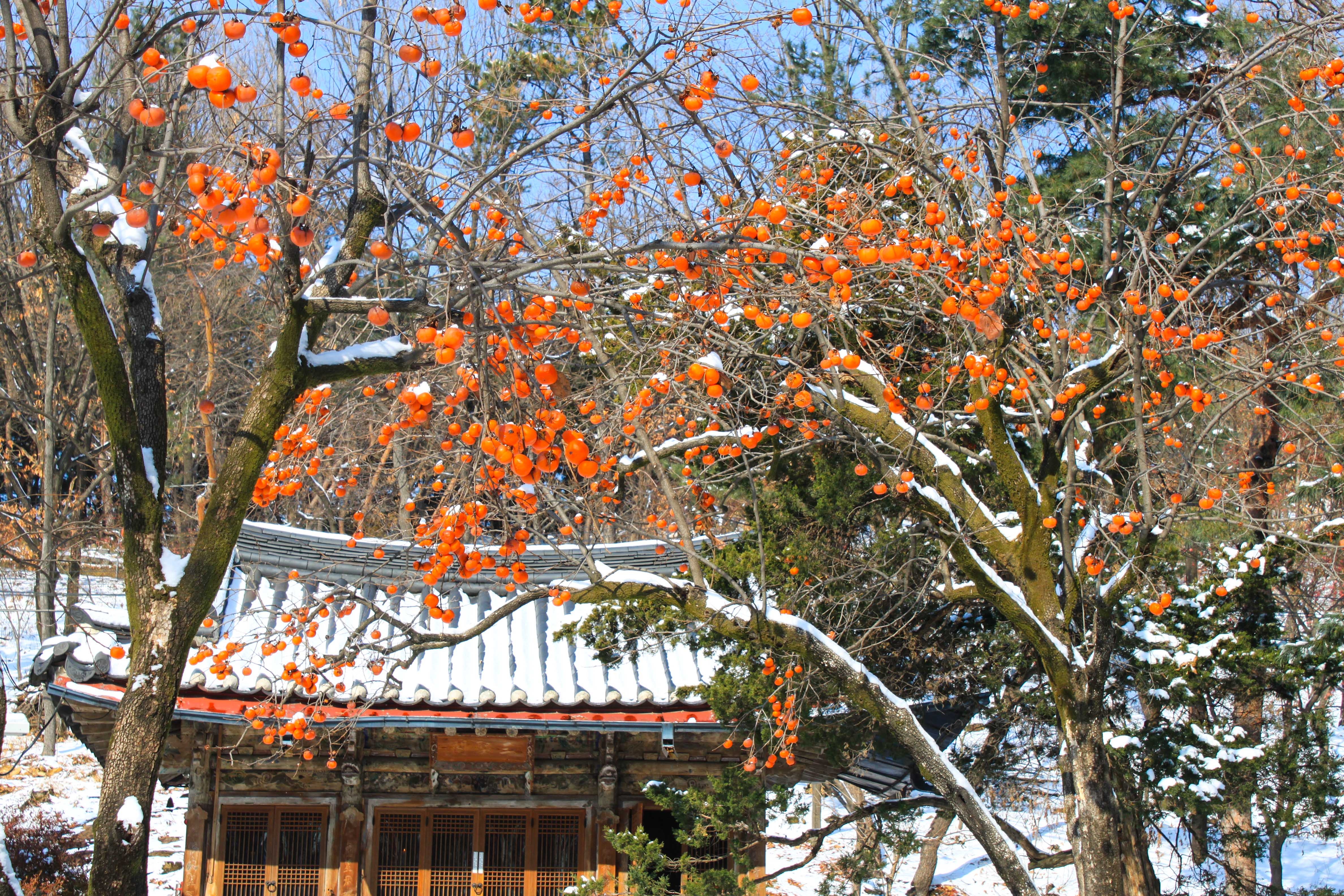 Du lich Han Quoc anh 31