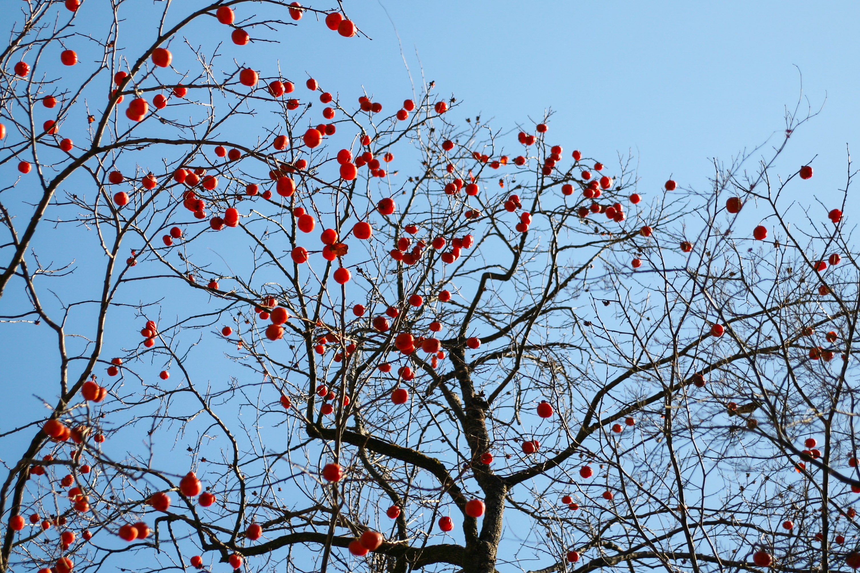 Du lich Han Quoc anh 52