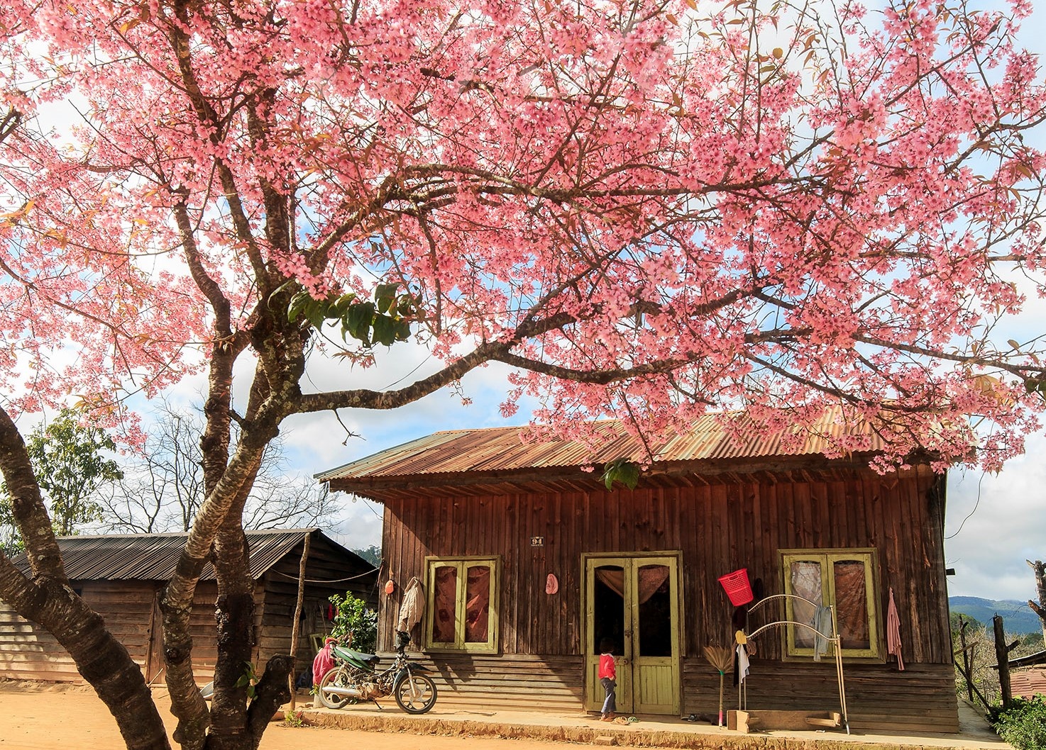 Mai anh dao no ruc, dem xuan ve khap neo duong Da Lat hinh anh