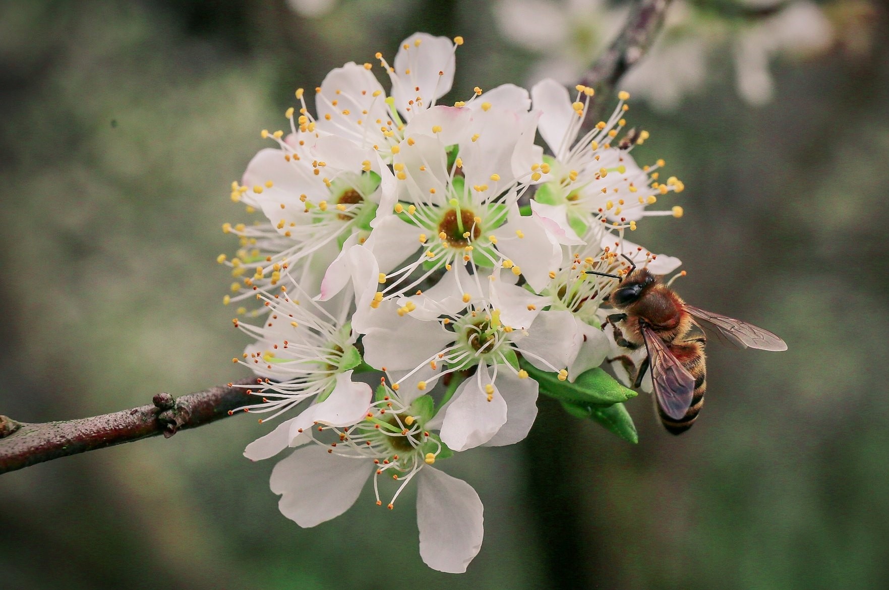 Du xuan Moc Chau, check-in rung hoa man no trang troi hinh anh