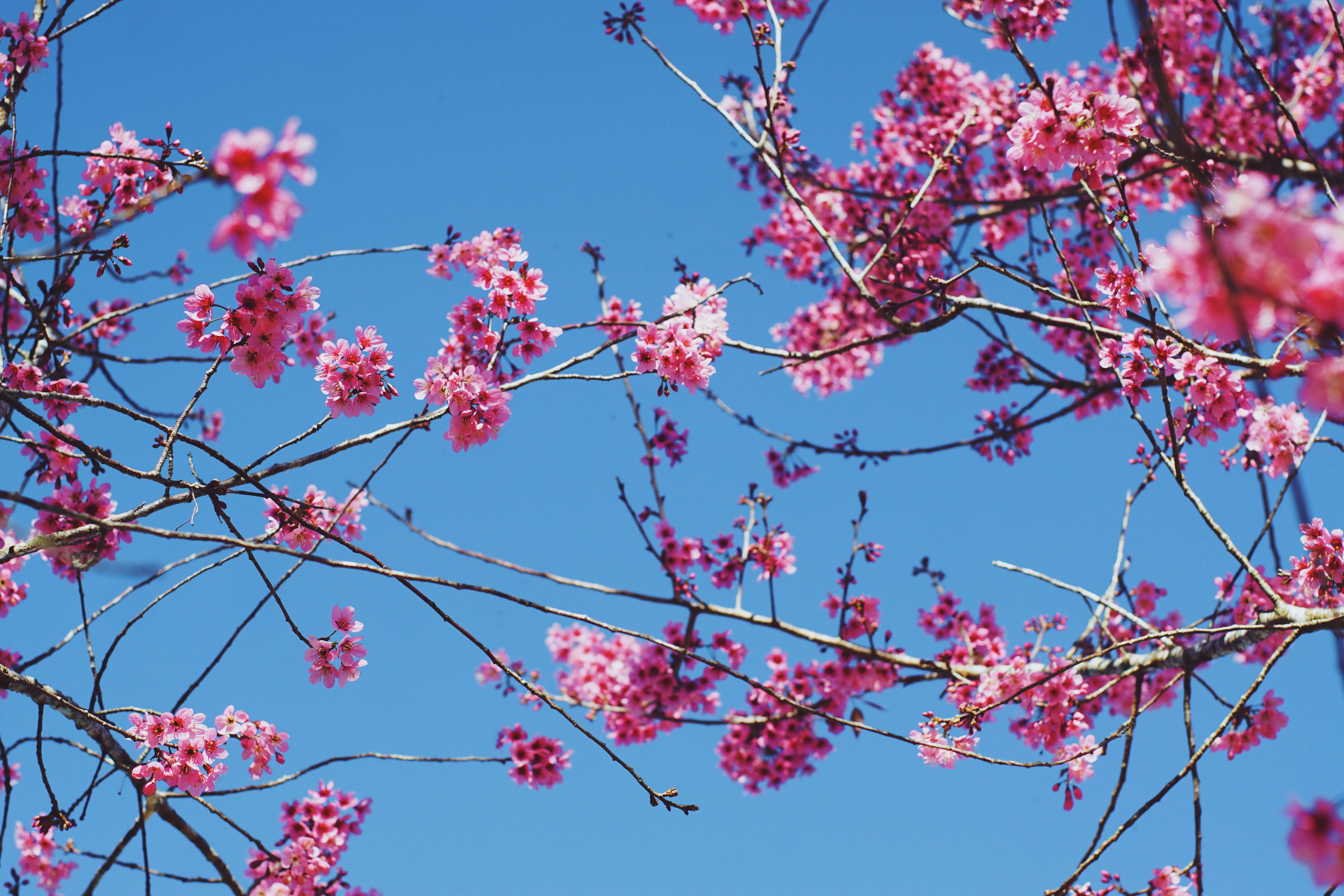 mai anh dao Da Lat anh 2