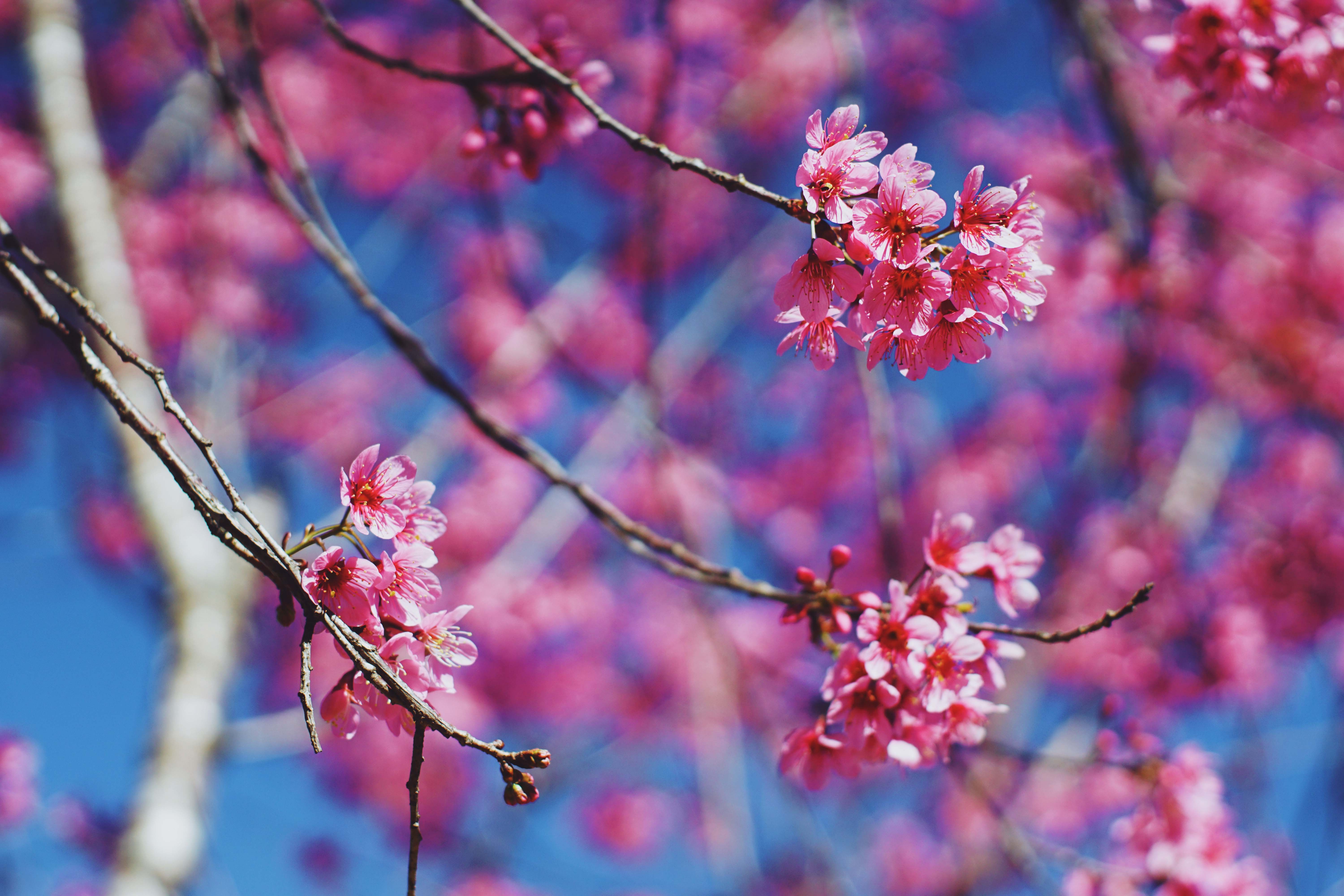 mai anh dao Da Lat anh 4