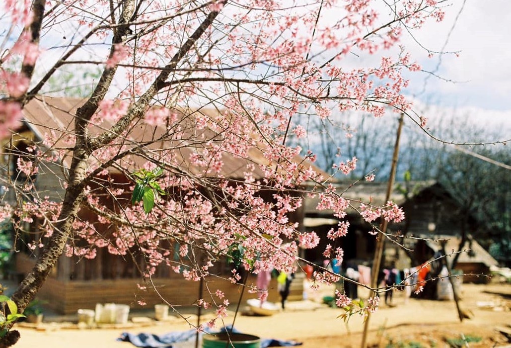 mai anh dao Da Lat anh 10