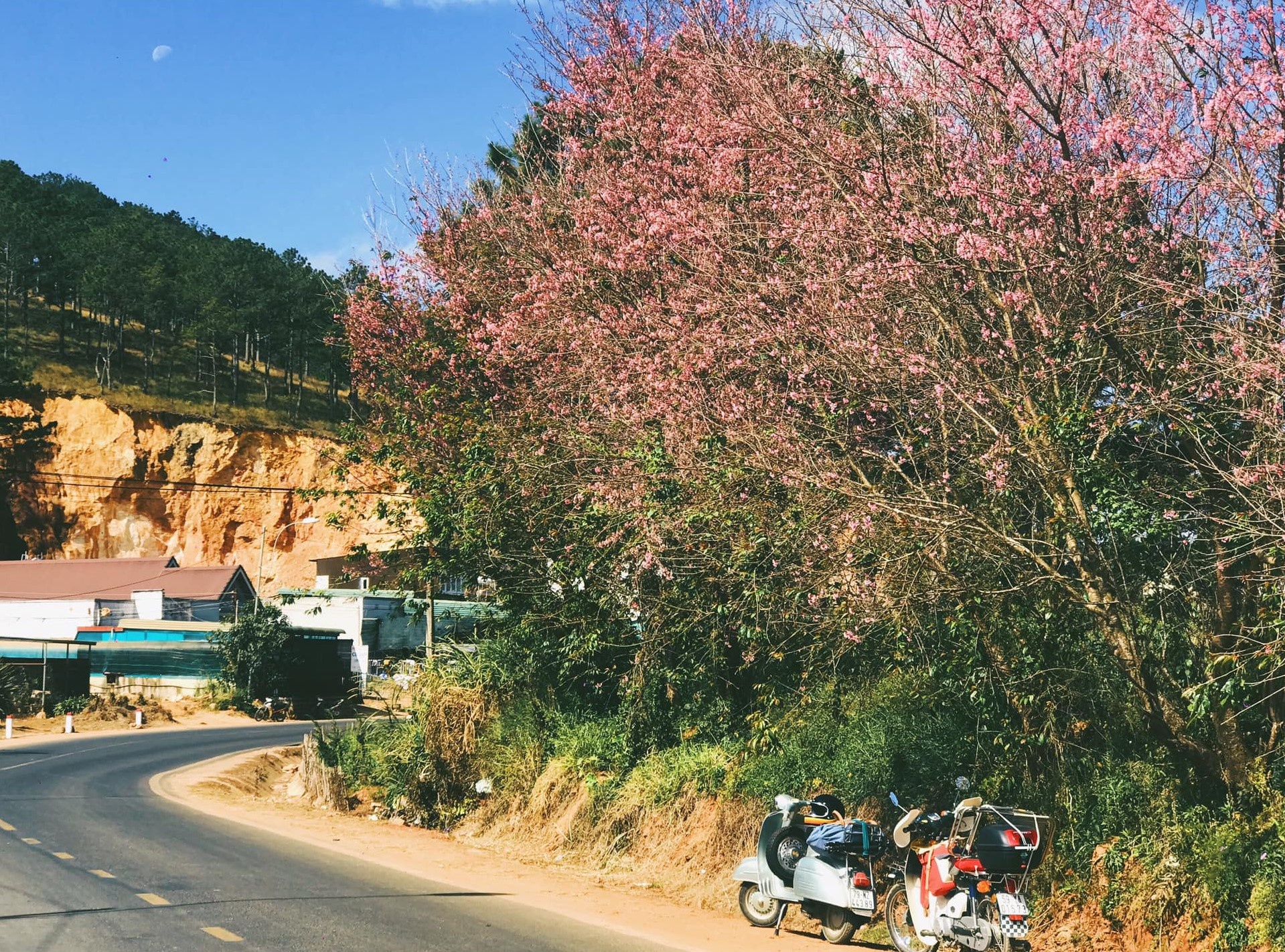 mai anh dao Da Lat anh 9