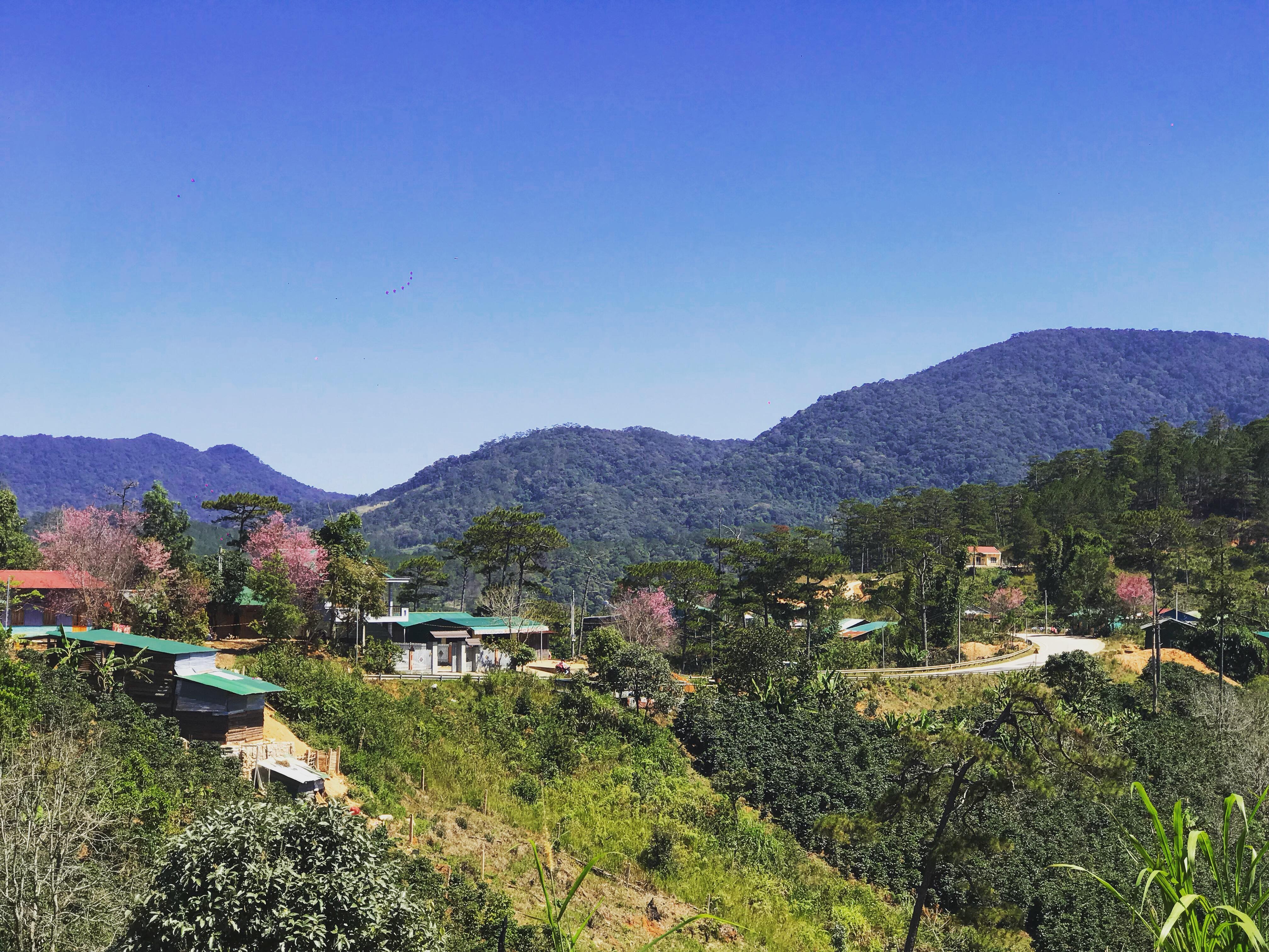 mai anh dao Da Lat anh 8