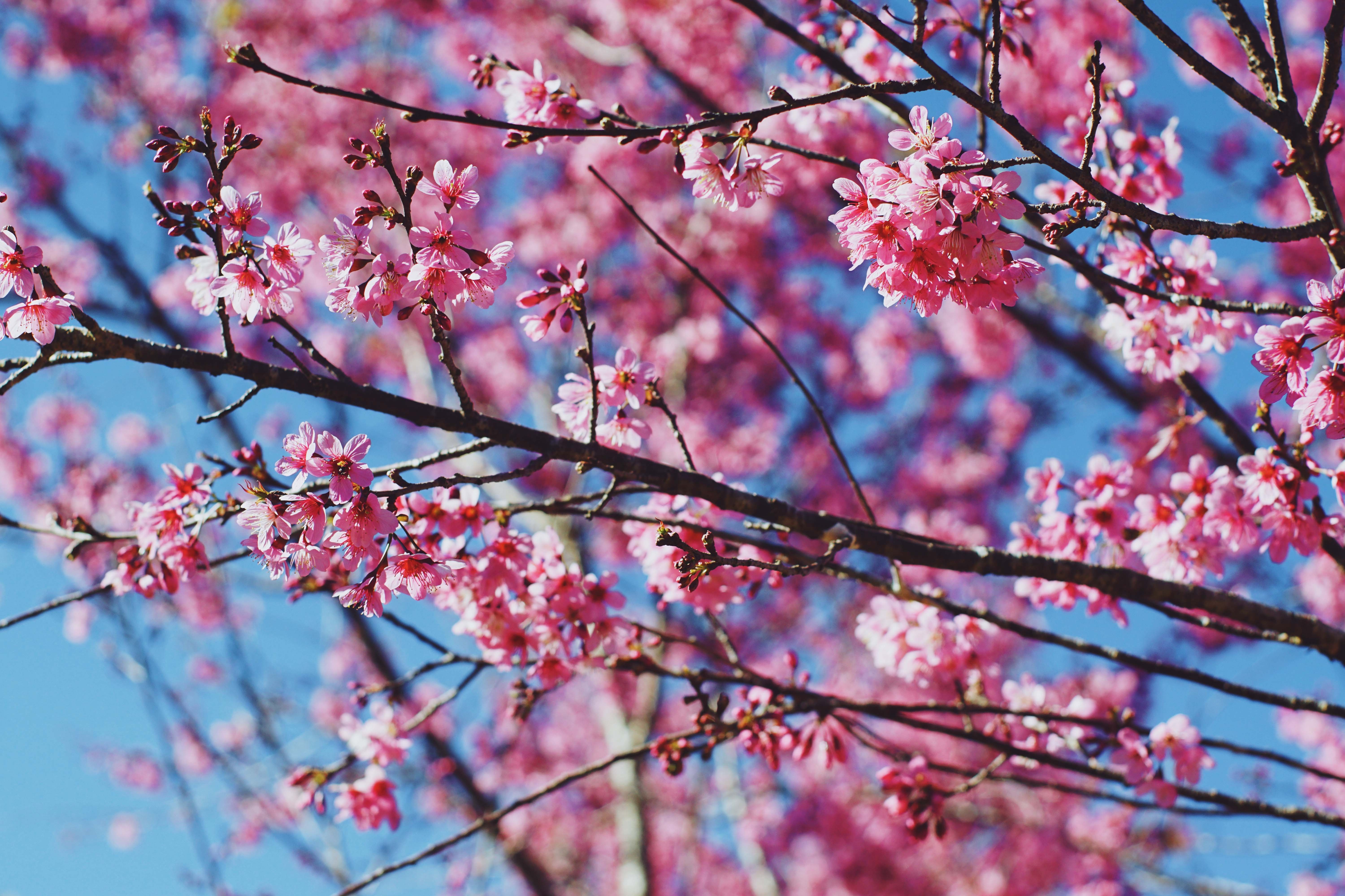 mai anh dao Da Lat anh 5