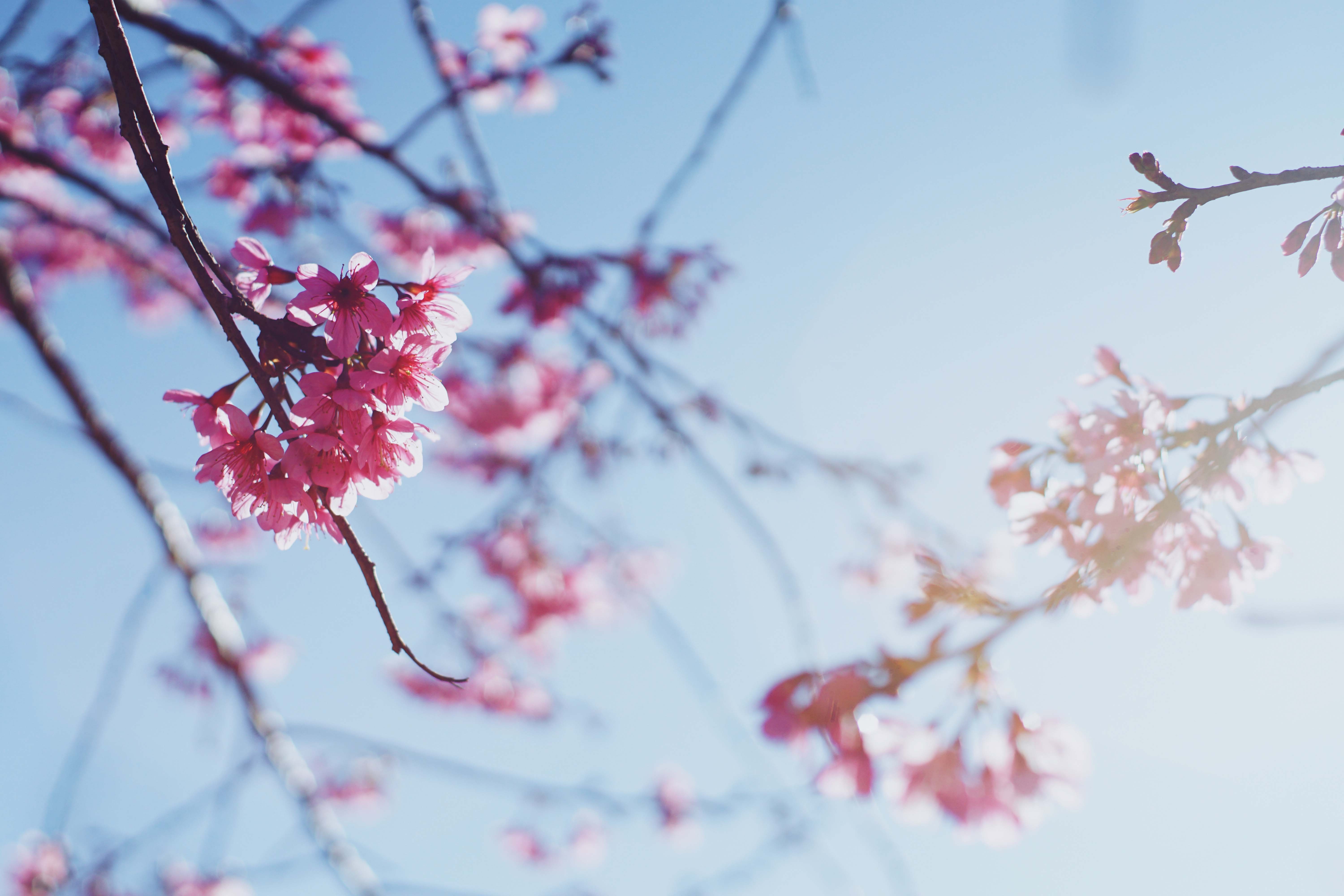 mai anh dao Da Lat anh 3