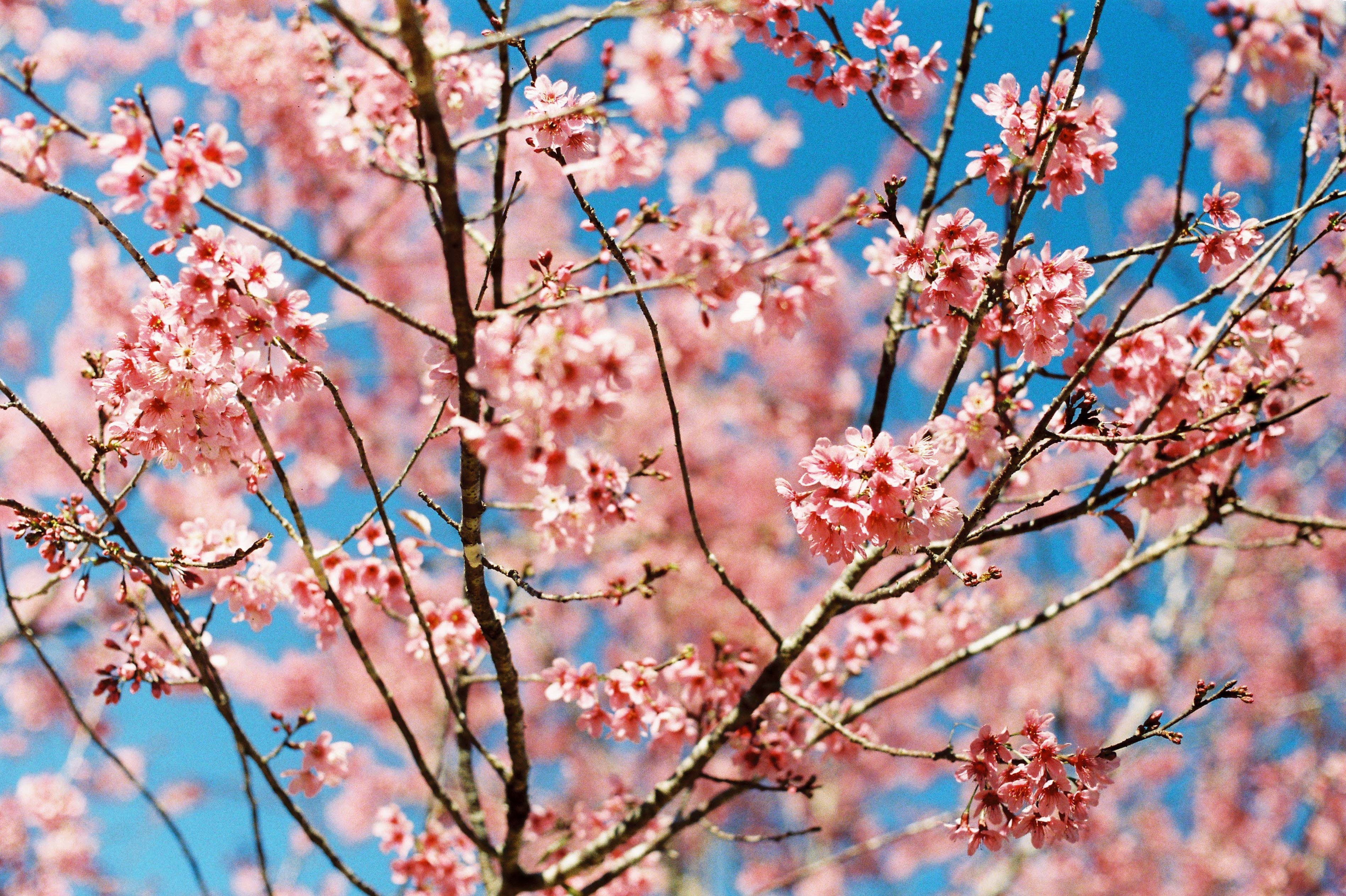 mai anh dao Da Lat anh 6