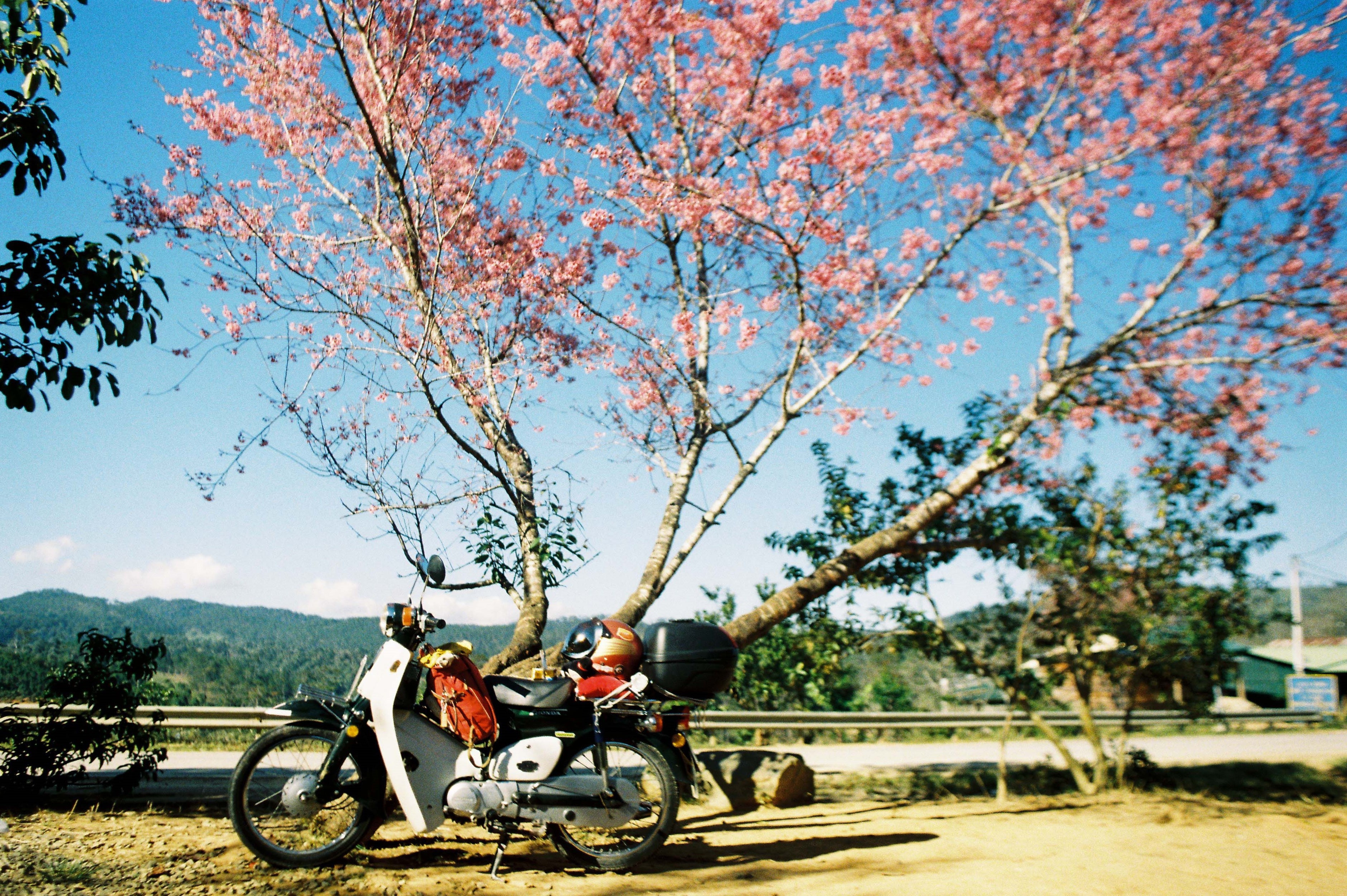 mai anh dao Da Lat anh 7