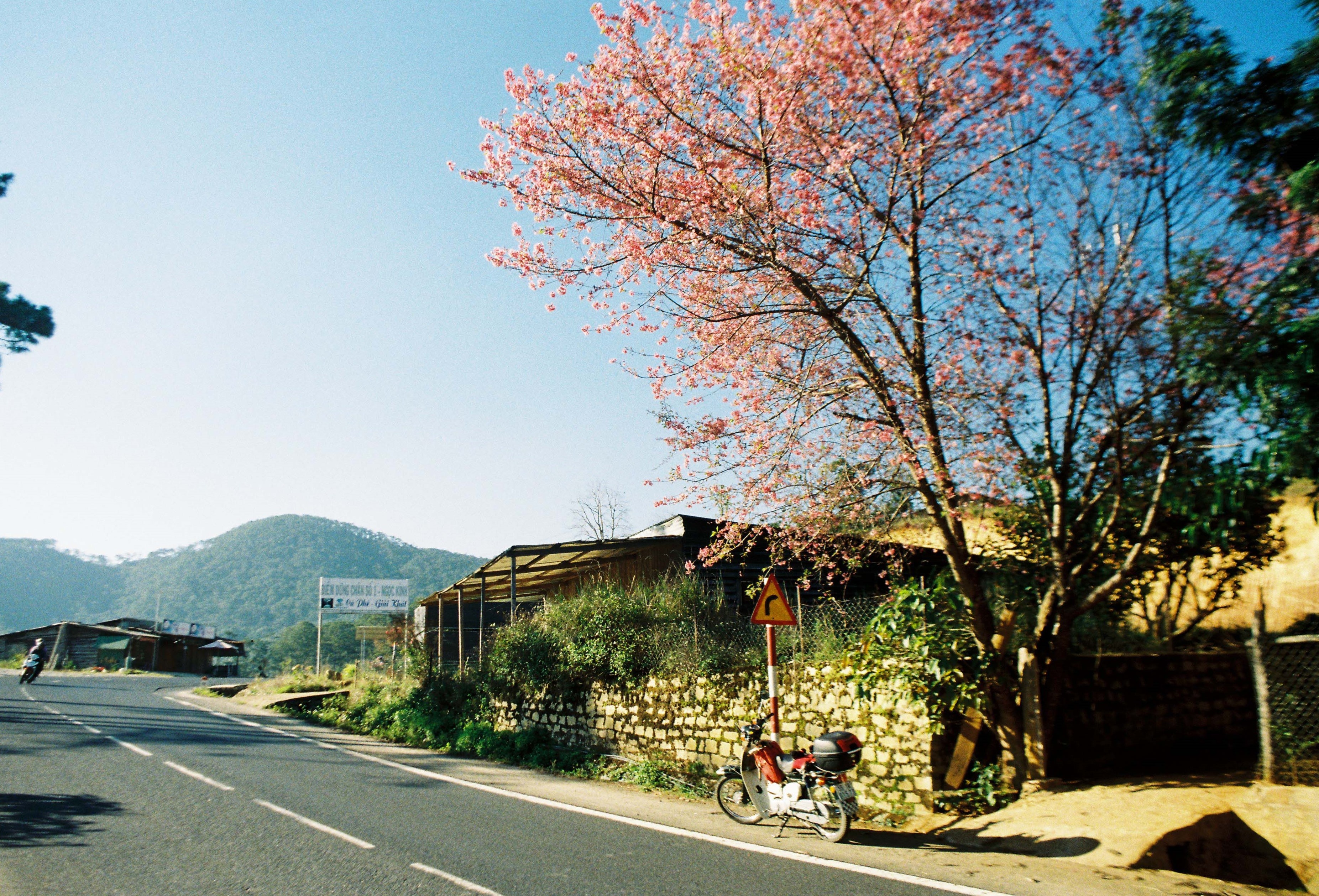 mai anh dao Da Lat anh 1