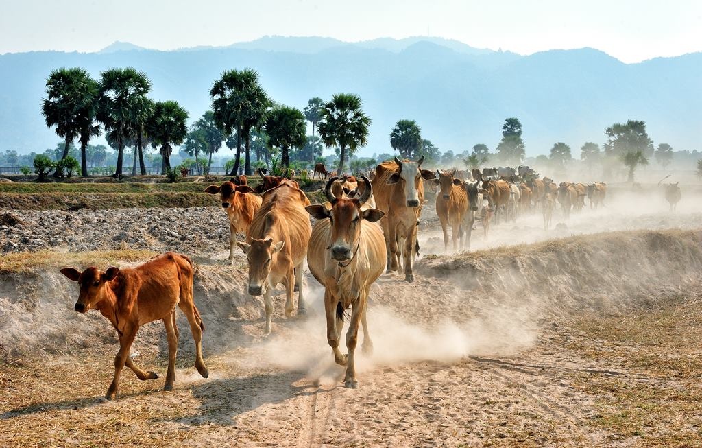 Du lich An Giang anh 17