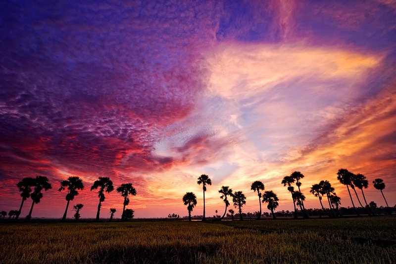 Den An Giang, ngut mat truoc canh dong thot not chay dai tan chan troi hinh anh