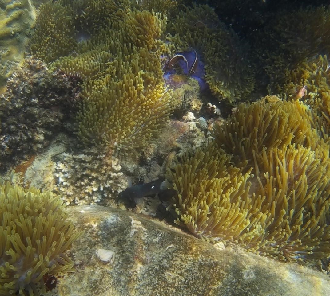 Du lich Phu Quoc anh 10