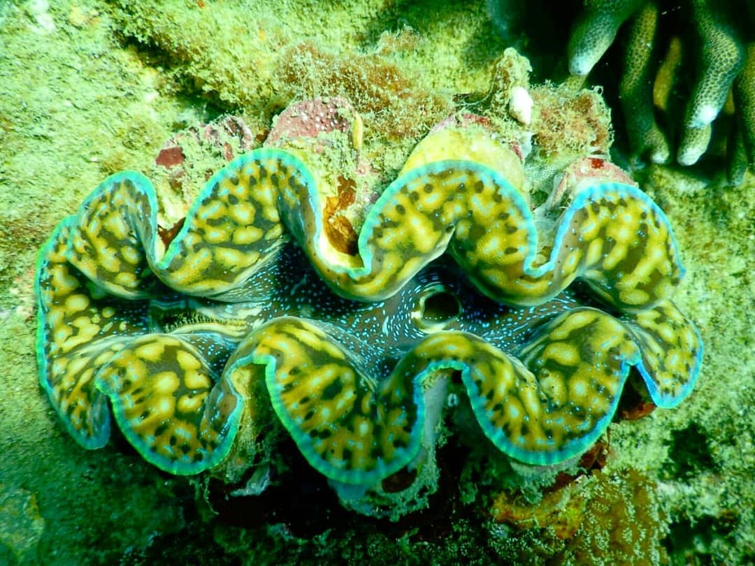 Du lich Phu Quoc anh 11