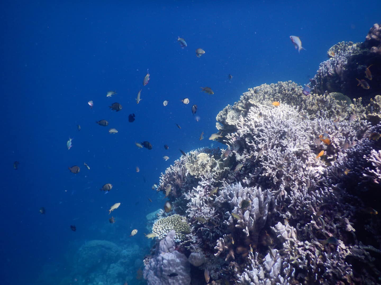 Du lich Philippines anh 1