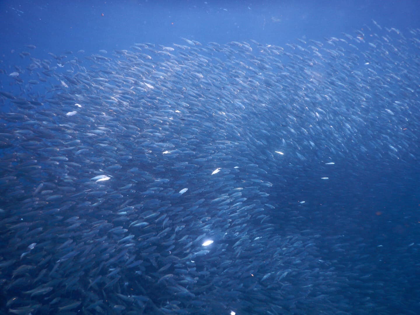 Du lich Philippines anh 4