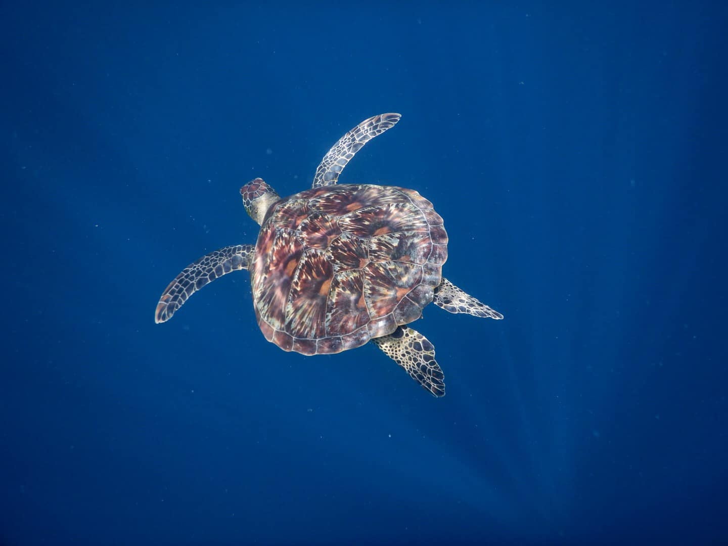 Du lich Philippines anh 11