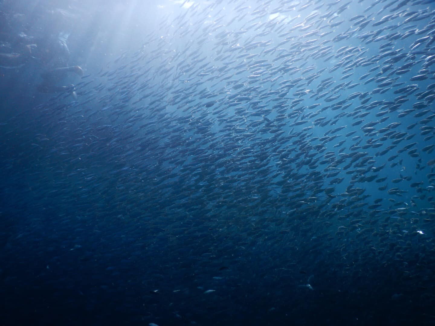 Du lich Philippines anh 6