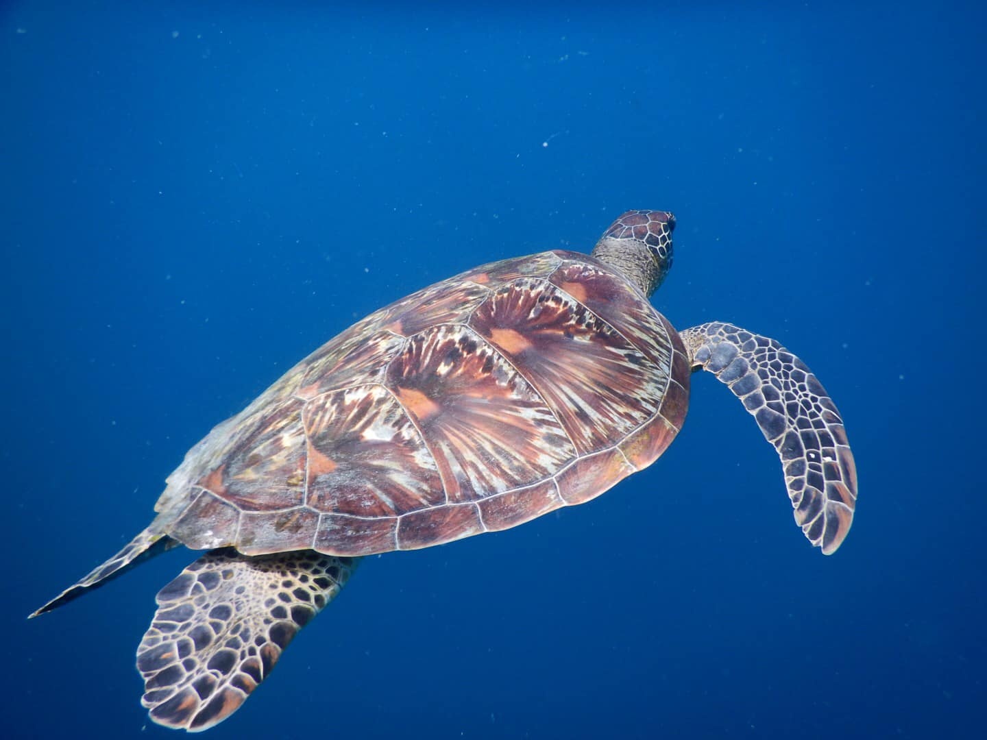 Du lich Philippines anh 12