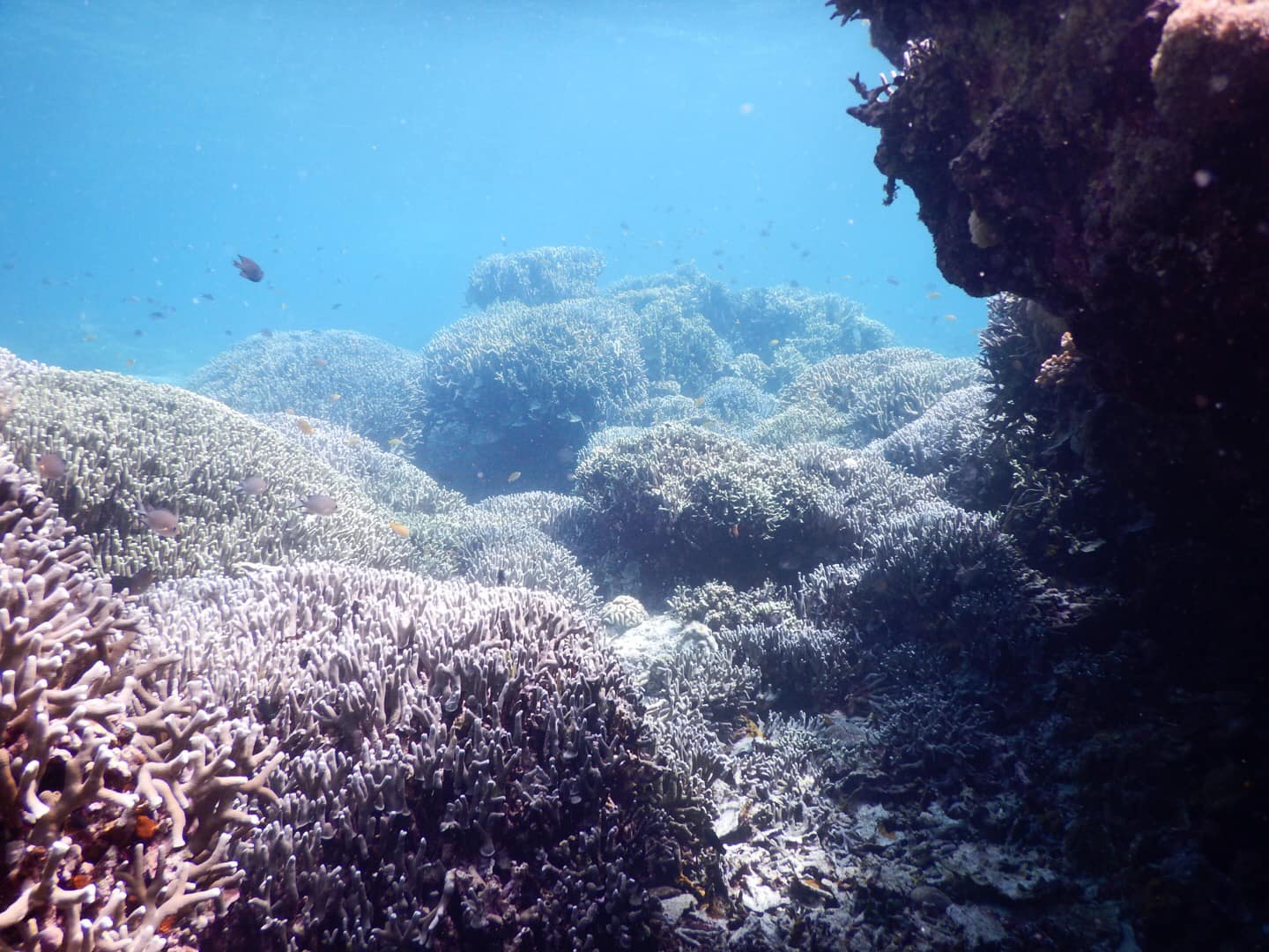 Du lich Philippines anh 8