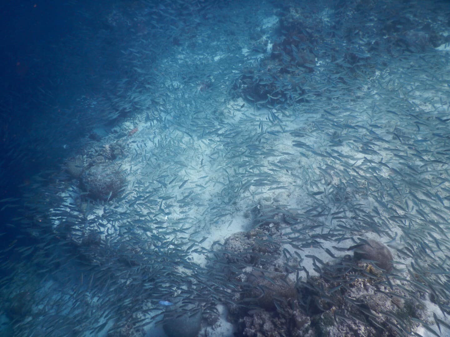 Du lich Philippines anh 10