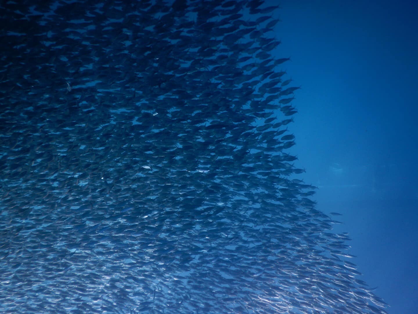 Du lich Philippines anh 3