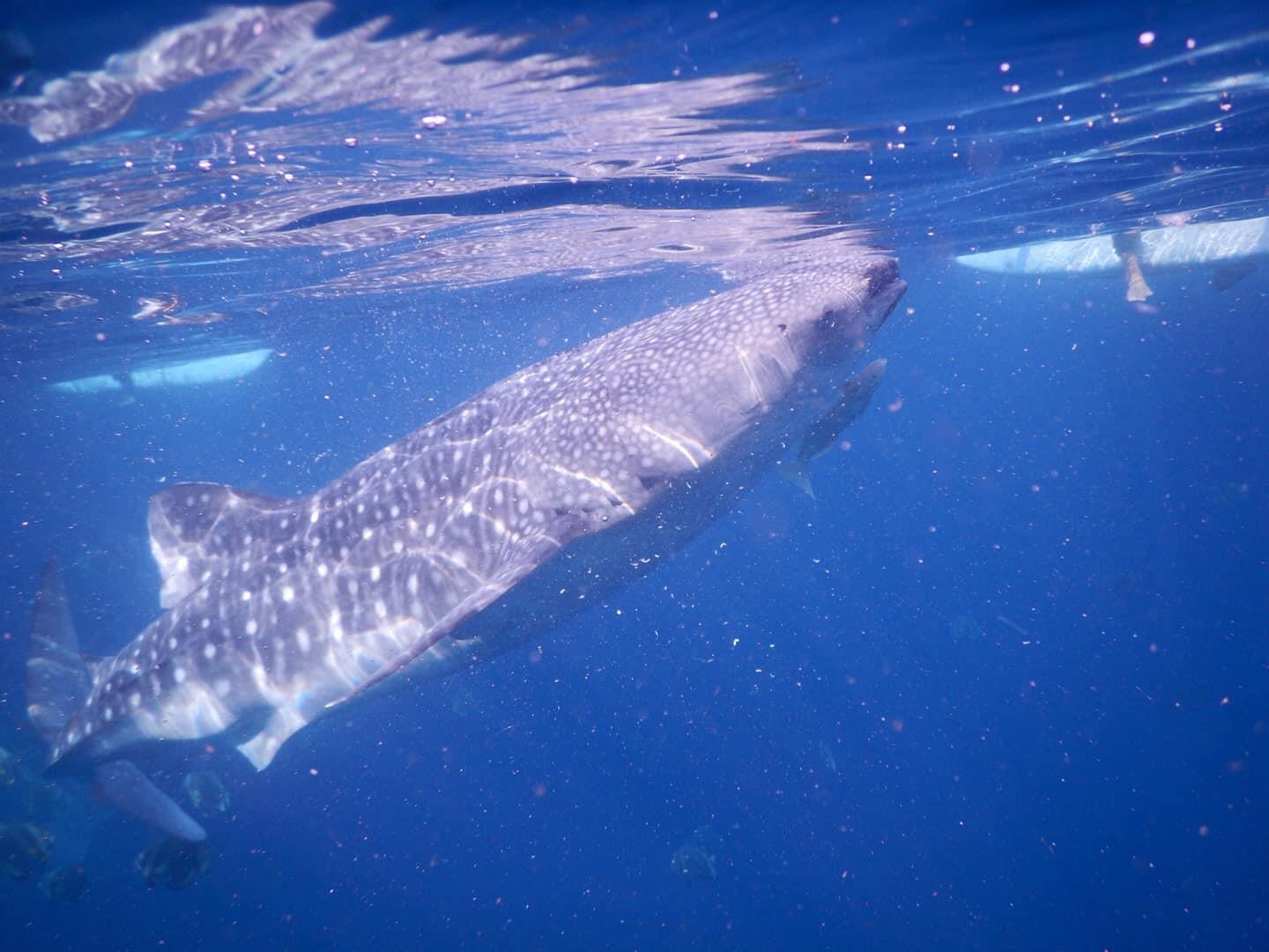 Du lich Philippines anh 10